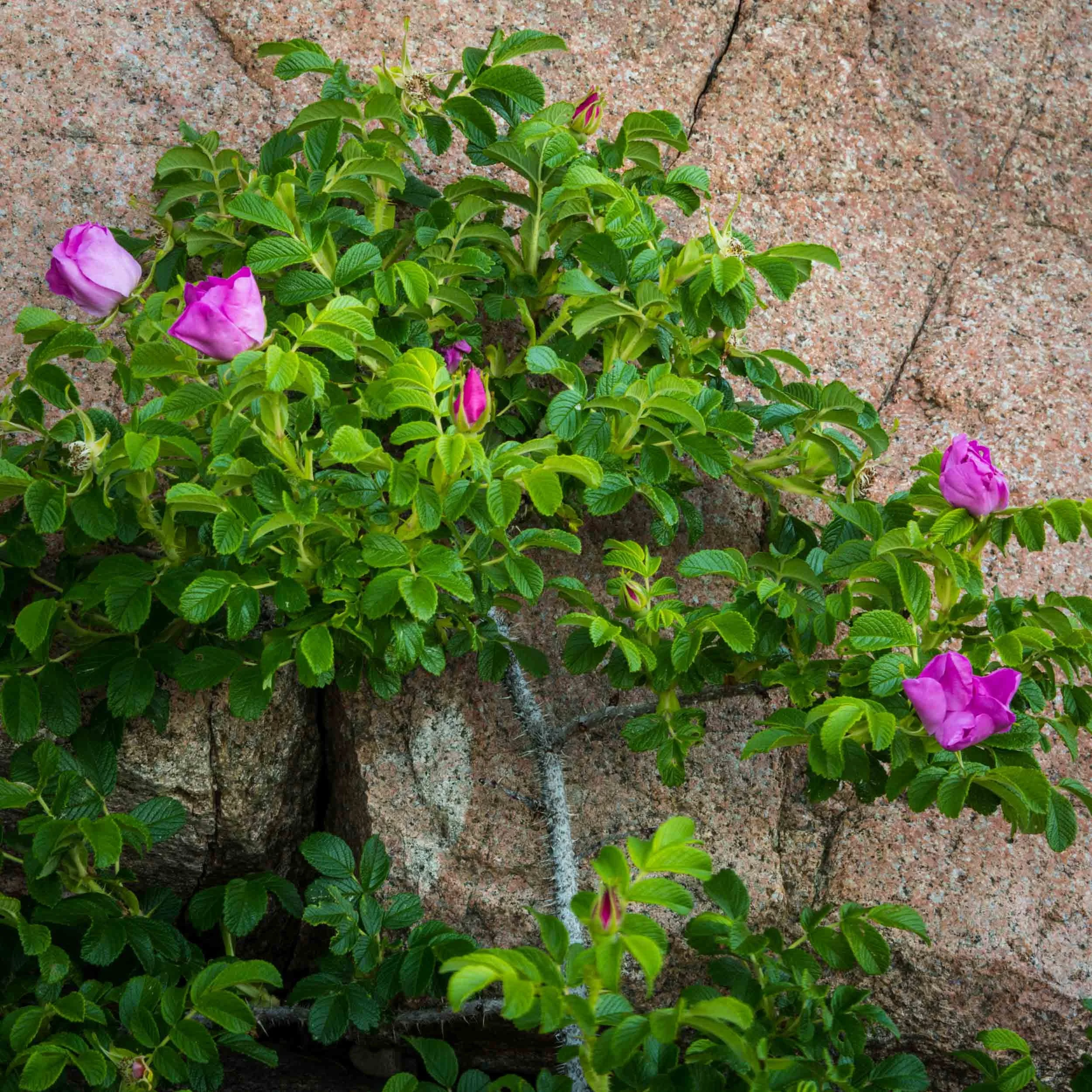 Rugosa Tableau, Acadia National Park, Maine, USA
