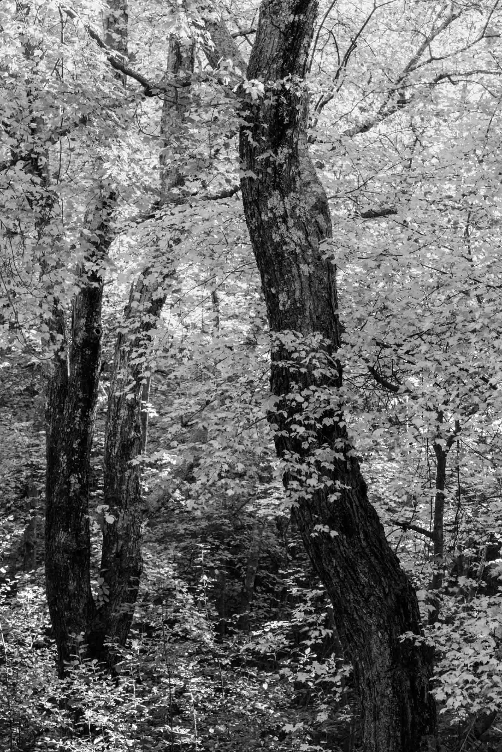 _SEE0943.jpg
