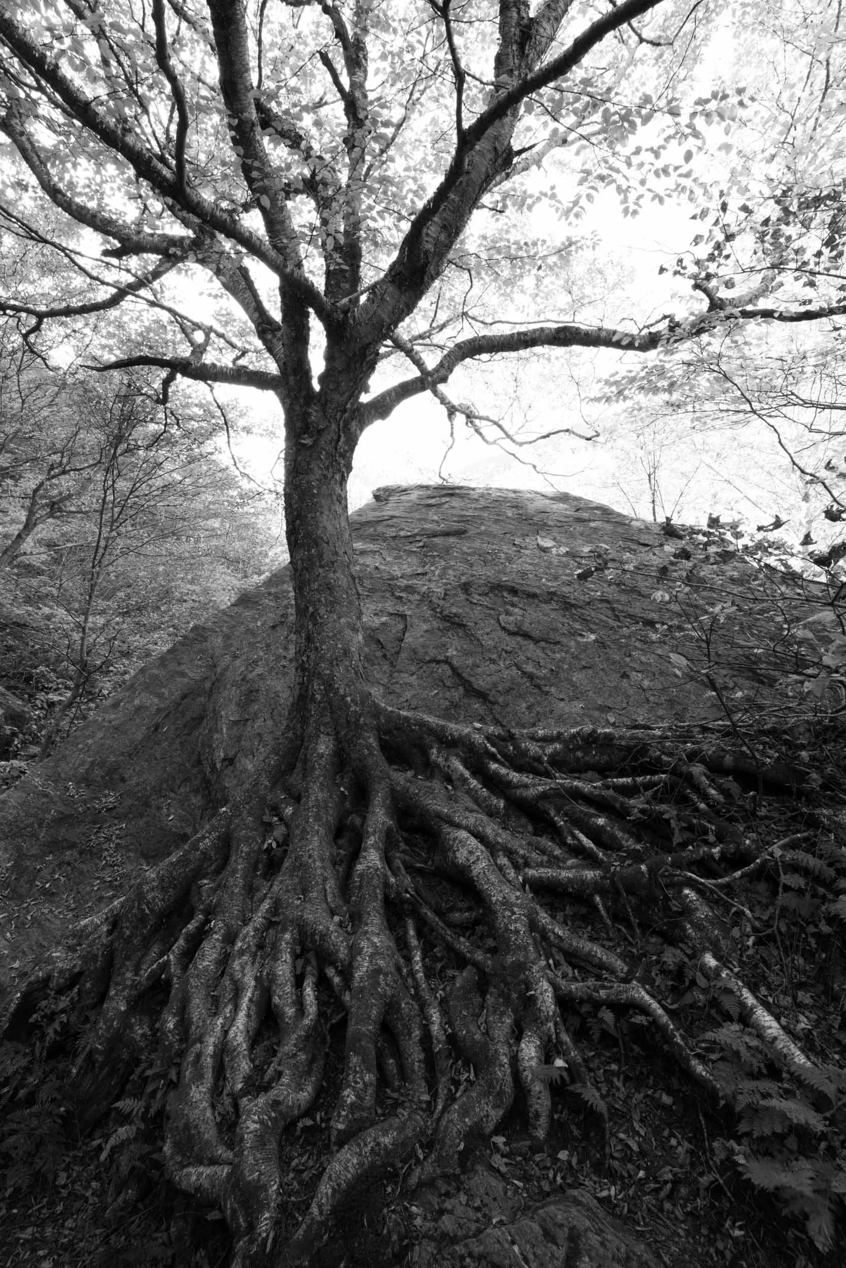 _DSC0877.jpg