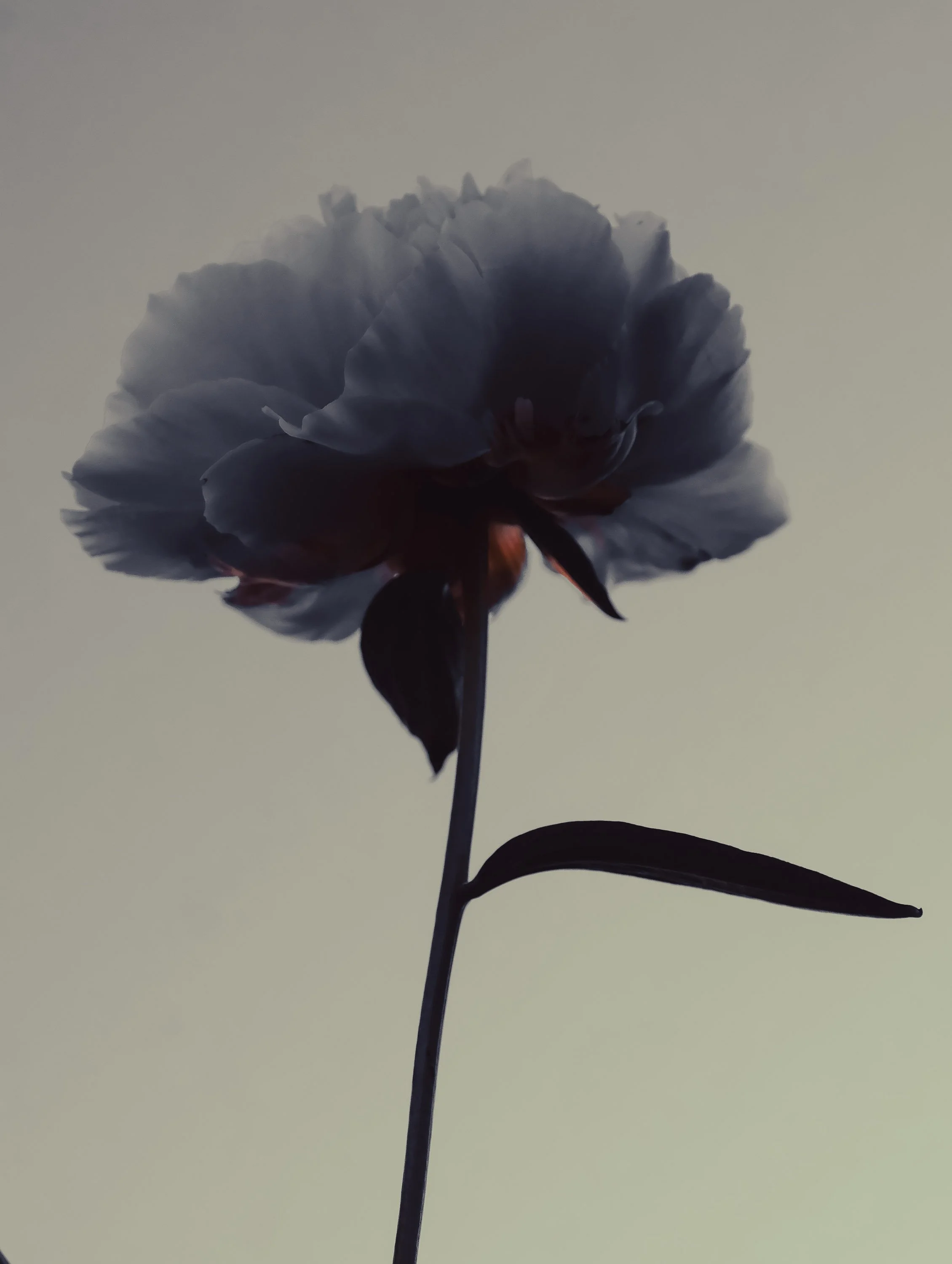 Une fleur de couleur sombre vue de dessous, avec un fond clair et neutre.