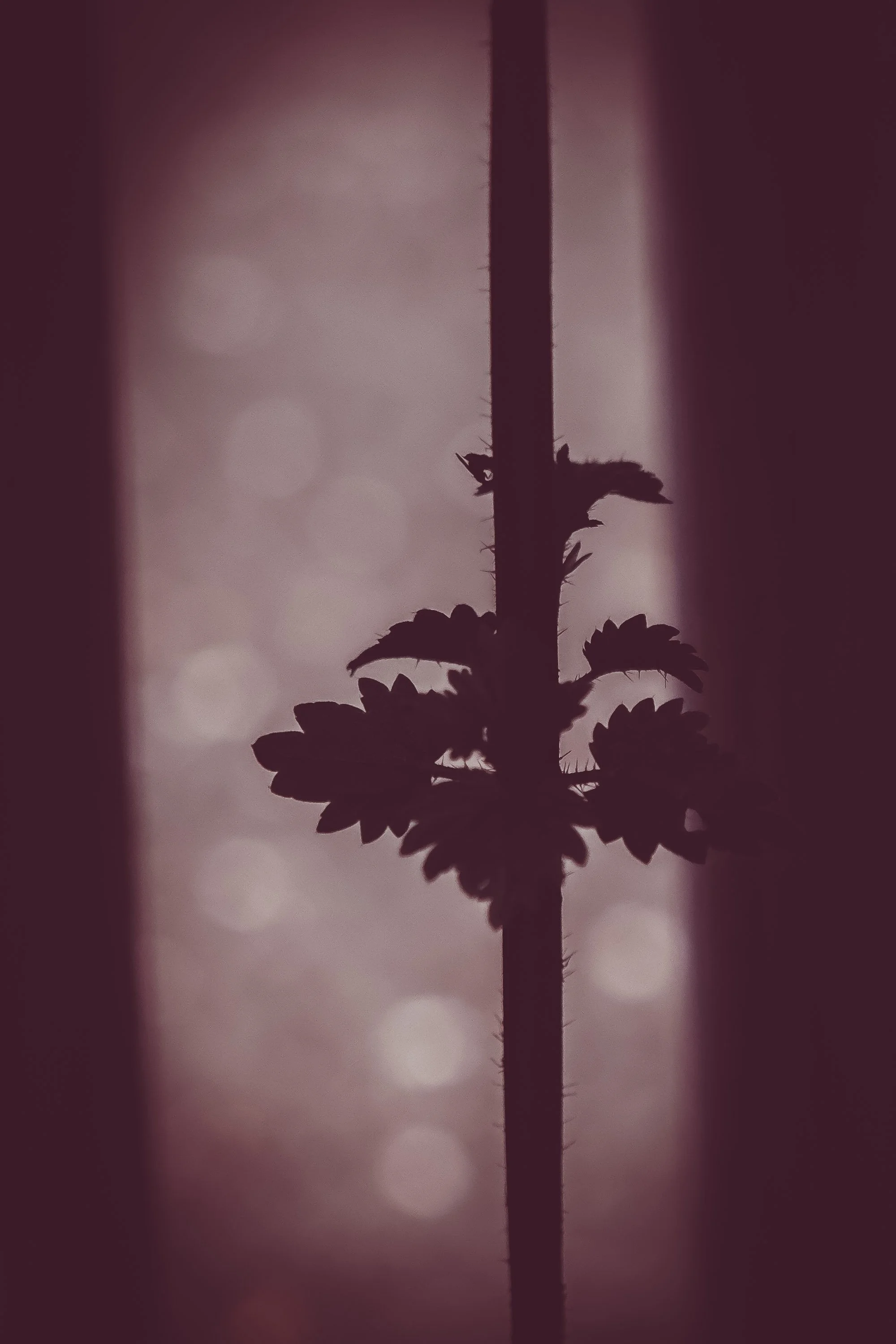 Silhouette d'une plante avec des feuilles et une tige fine, floue en arrière-plan, avec des bokeh circulaires, dans une ambiance sombre et mystérieuse.