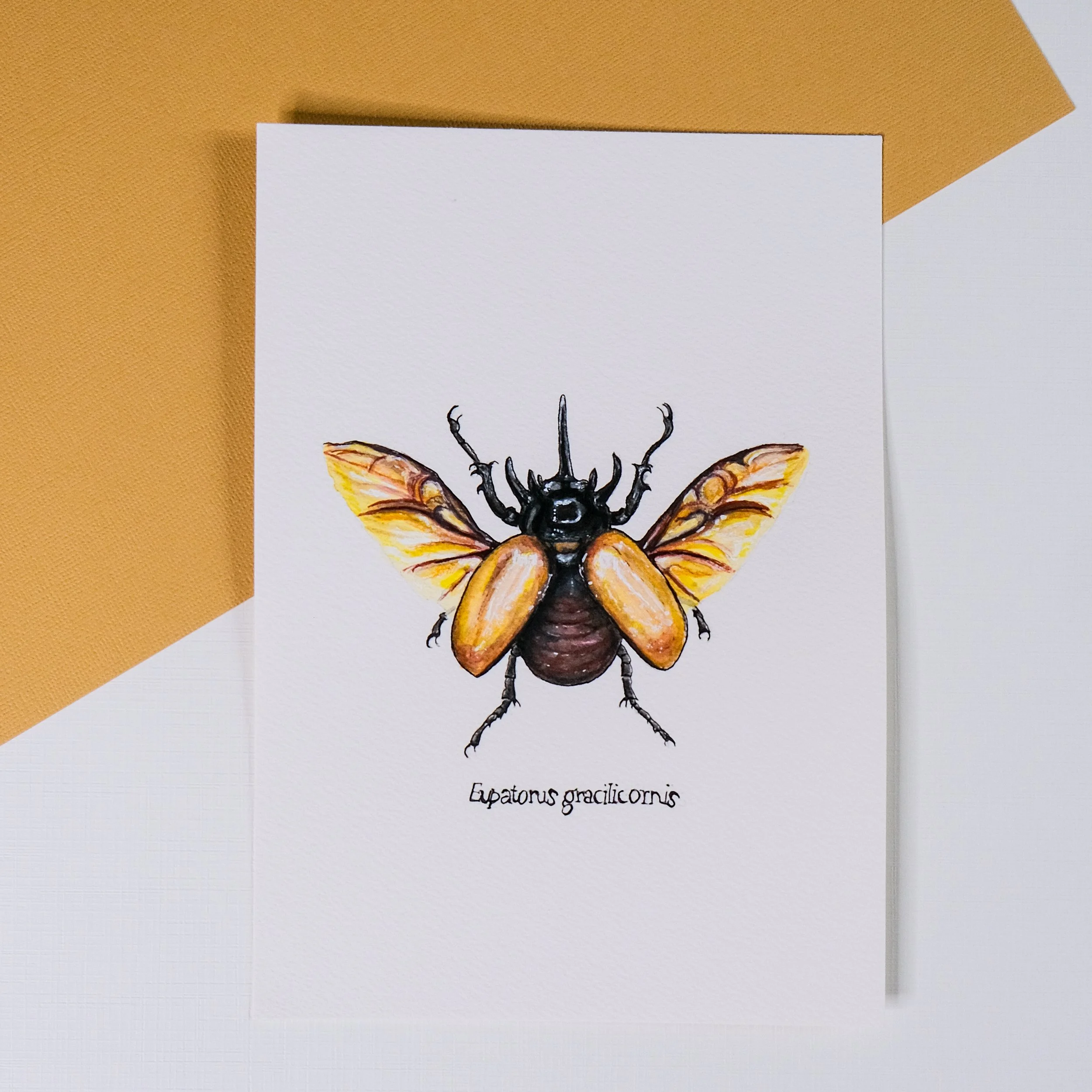 Illustration d'une abeille avec le nom scientifique Eupalor grailicornis écrit en dessous.