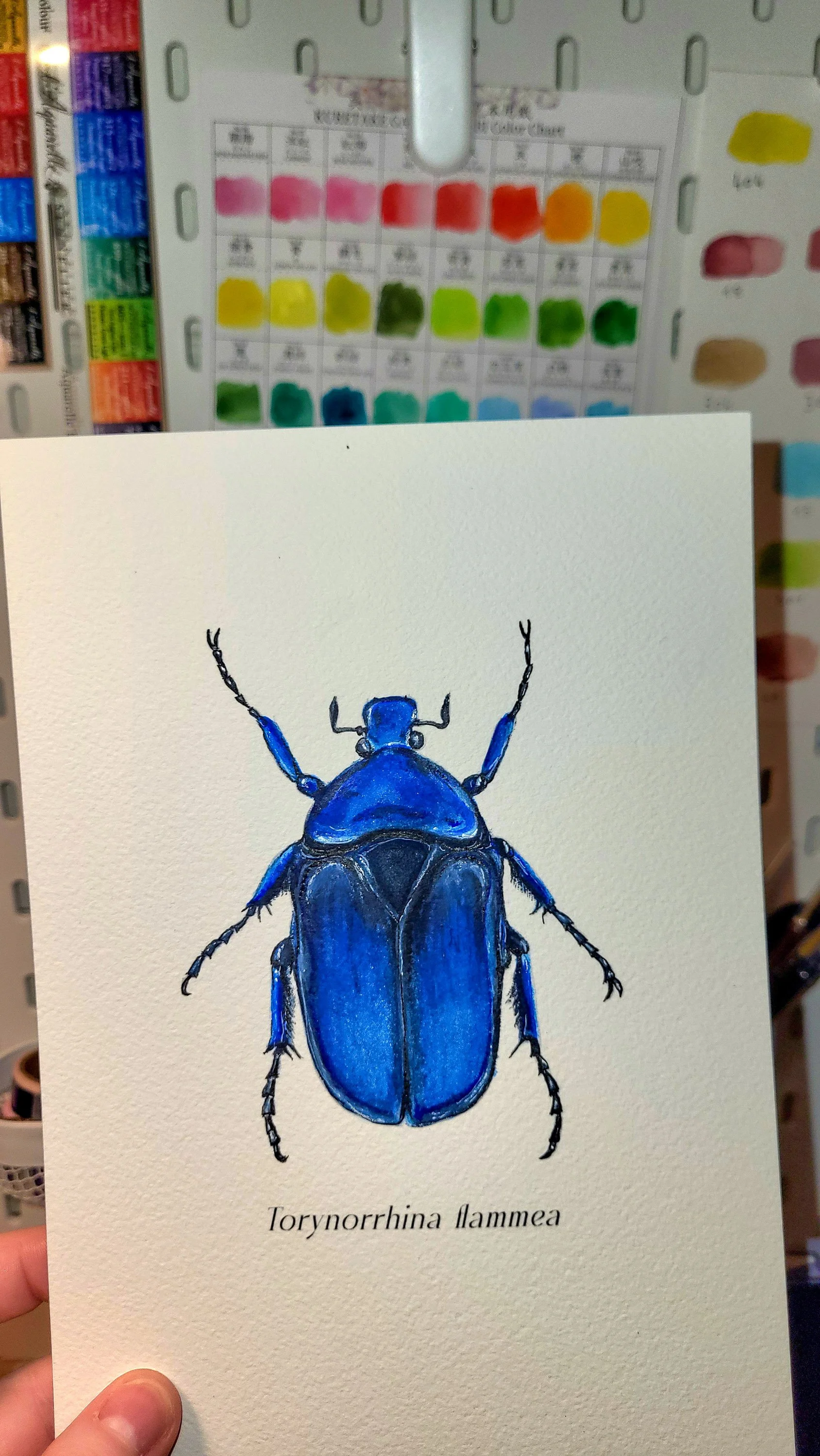 Illustration d'un insecte bleu nommé Torynorrhina flammea, avec nom scientifique écrit en dessous.