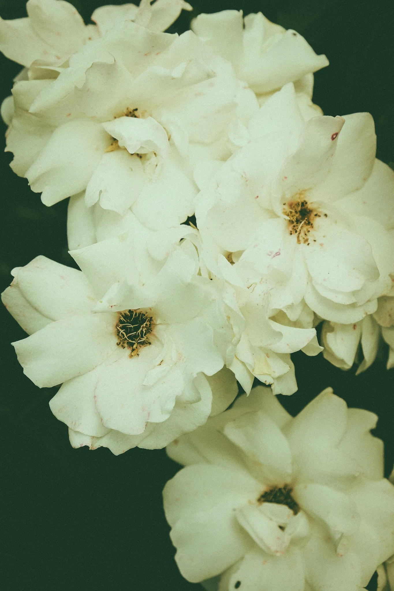Groupe de fleurs blanches avec centers sombres sur fond vert