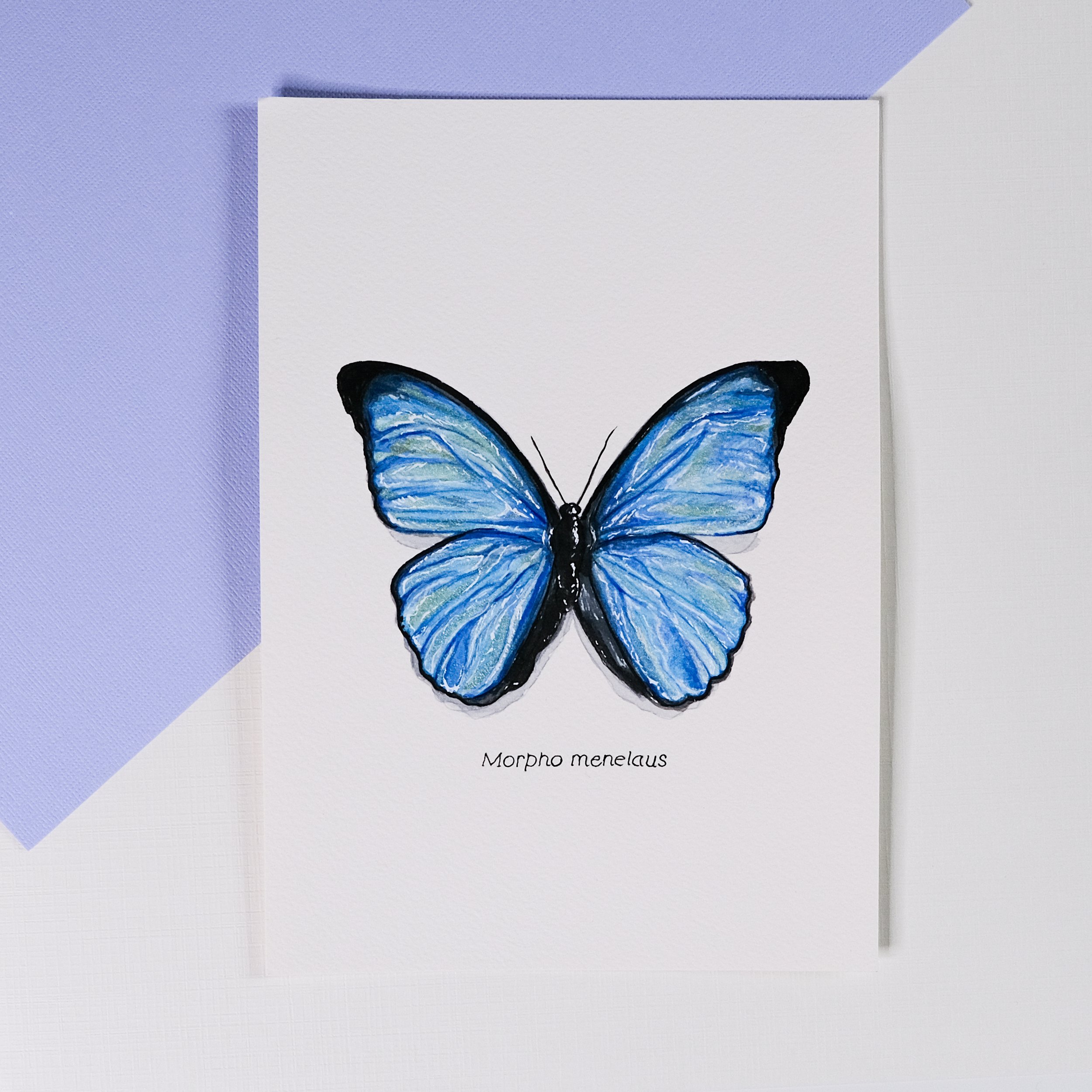 Dessin d'un papillon bleu avec des ailes tachées en noir, associé au nom 'Morpho menelaus' écrit en dessous.