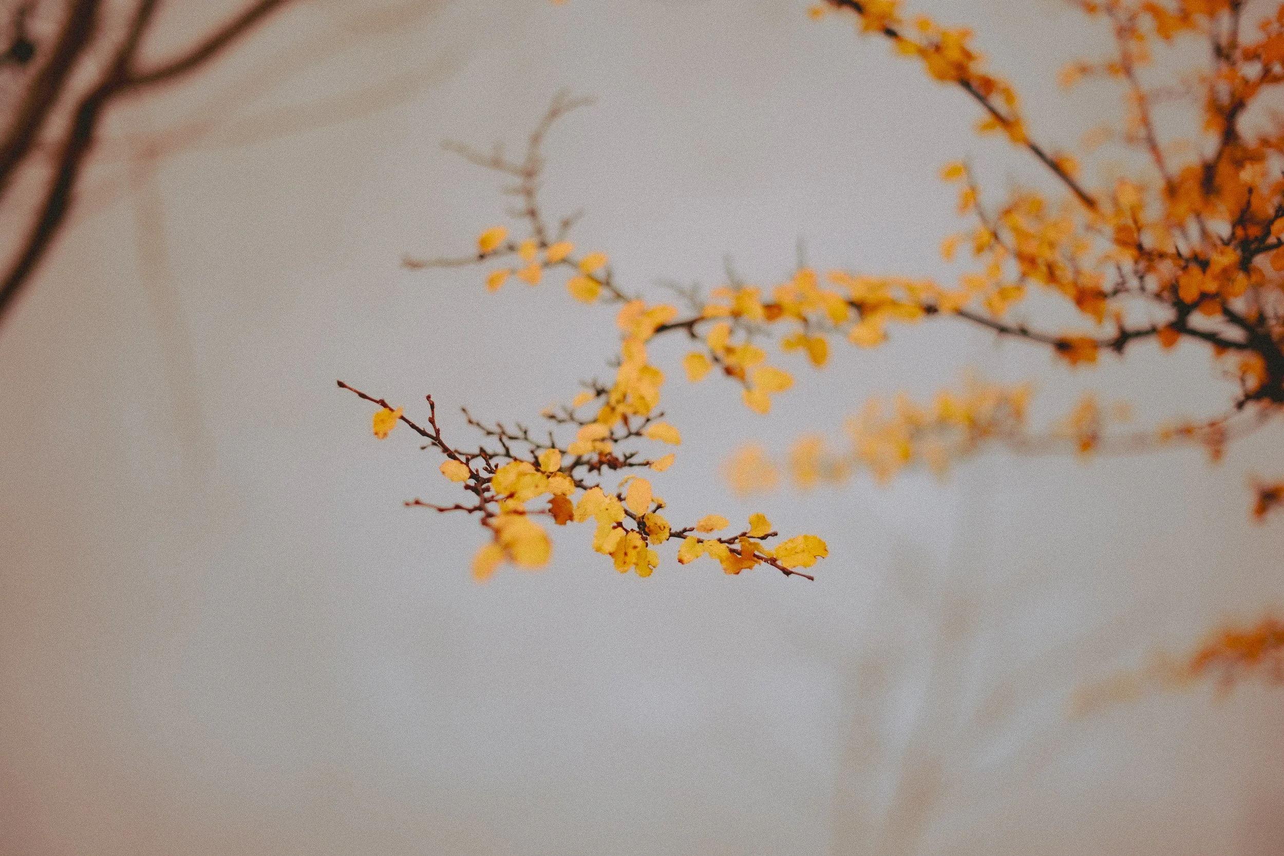DSCF8573.jpg