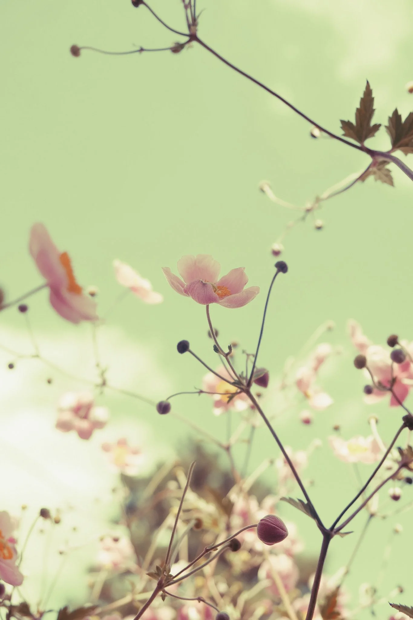 Fleurs roses et petites baies noires sur des branches fines avec un fond vert flou.