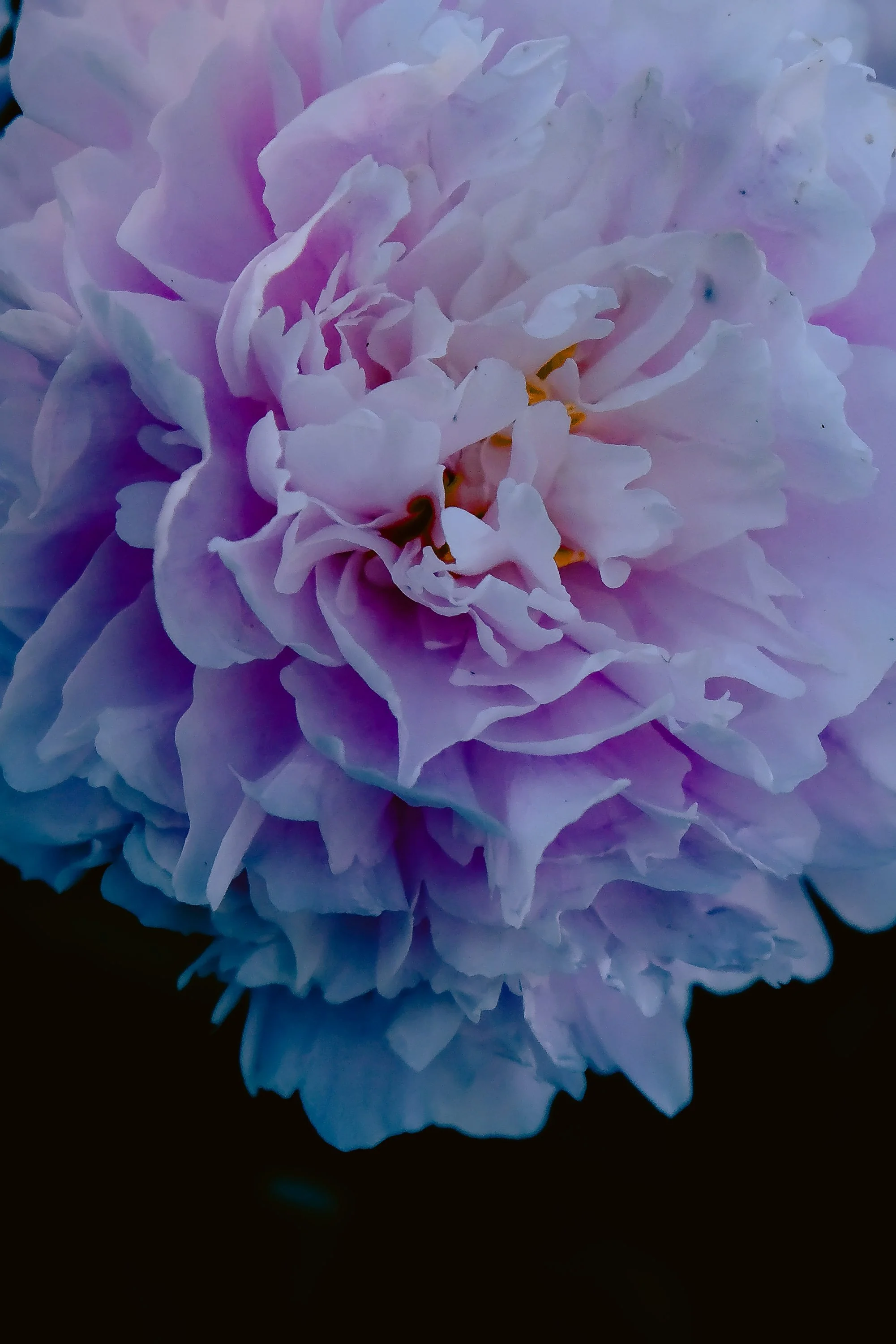 DSCF3526.jpg