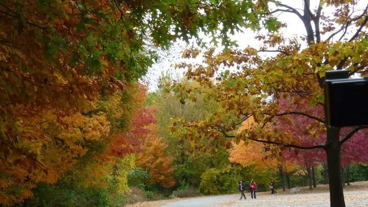 Autumn scene in a park with colorful fall foliage, trees with red, orange, and yellow leaves, and people walking along a gravel path.