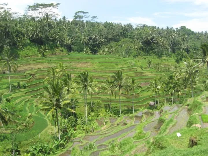 Tropical terraced rice paddies with palm trees in a lush, green landscape.