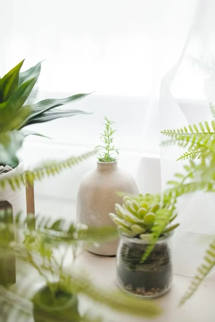 Various potted green plants including a succulent in a glass container, a plant in a beige vase, and ferns on a white surface near a window.