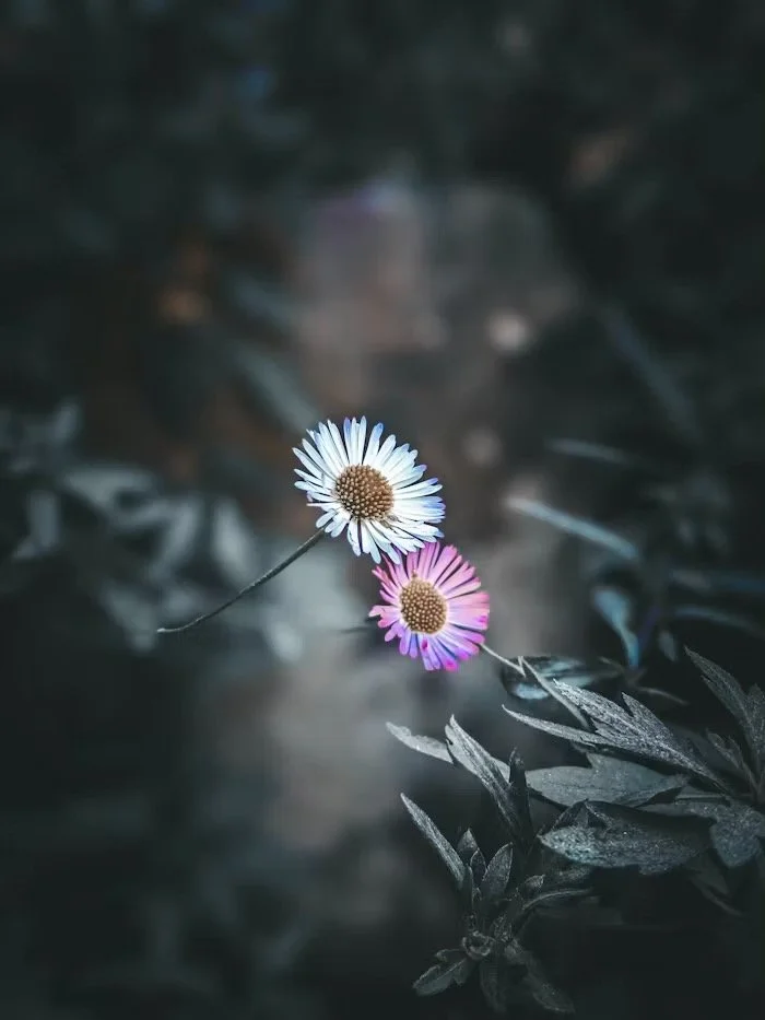 Two small flowers, one white with a brown center, and the other pink with a brown center, grow on a thin stem amidst dark green foliage.