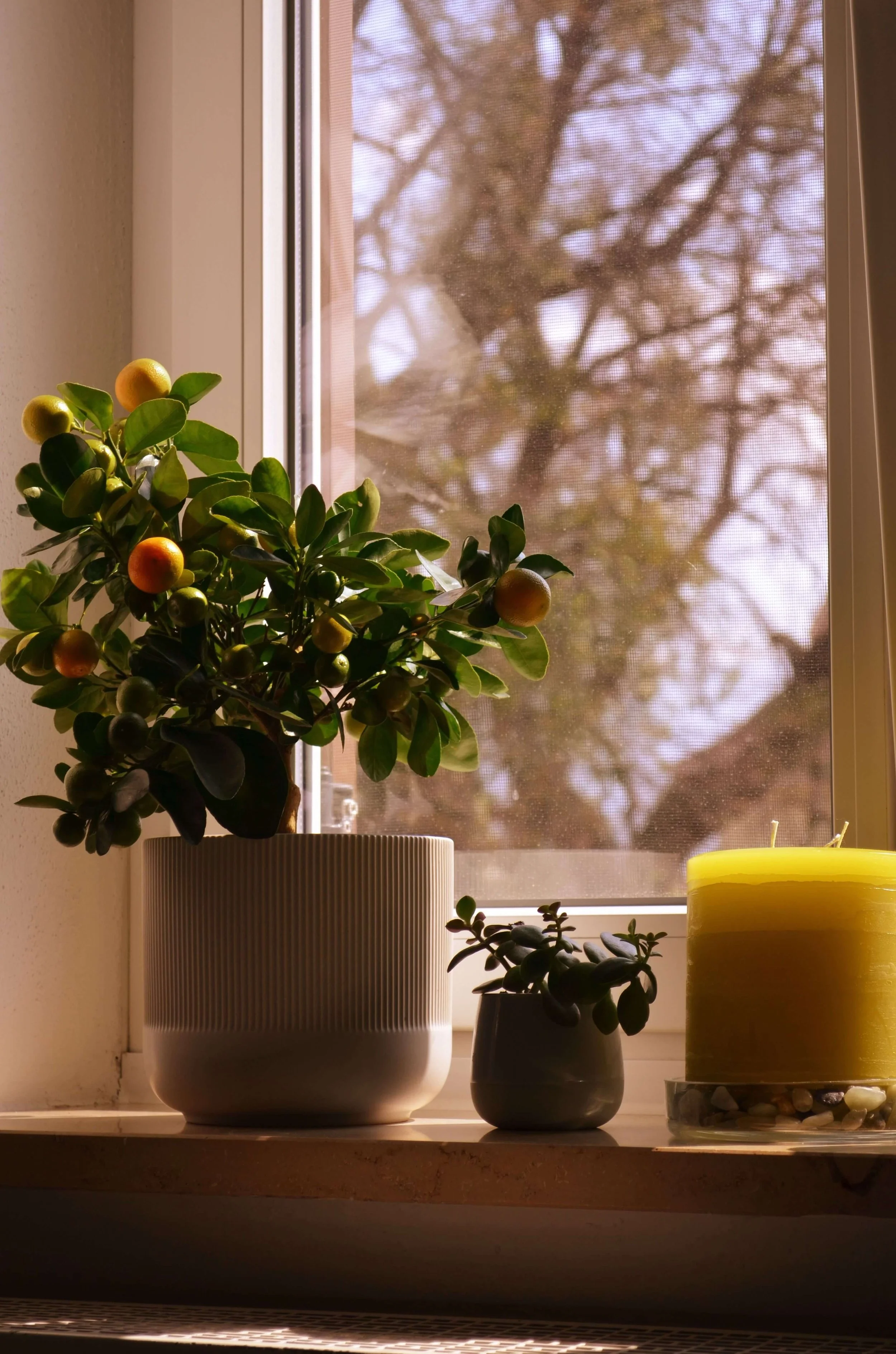 A windowsill with a potted plant, a yellow candle, and another smaller potted succulent plant, with a tree visible through the window.