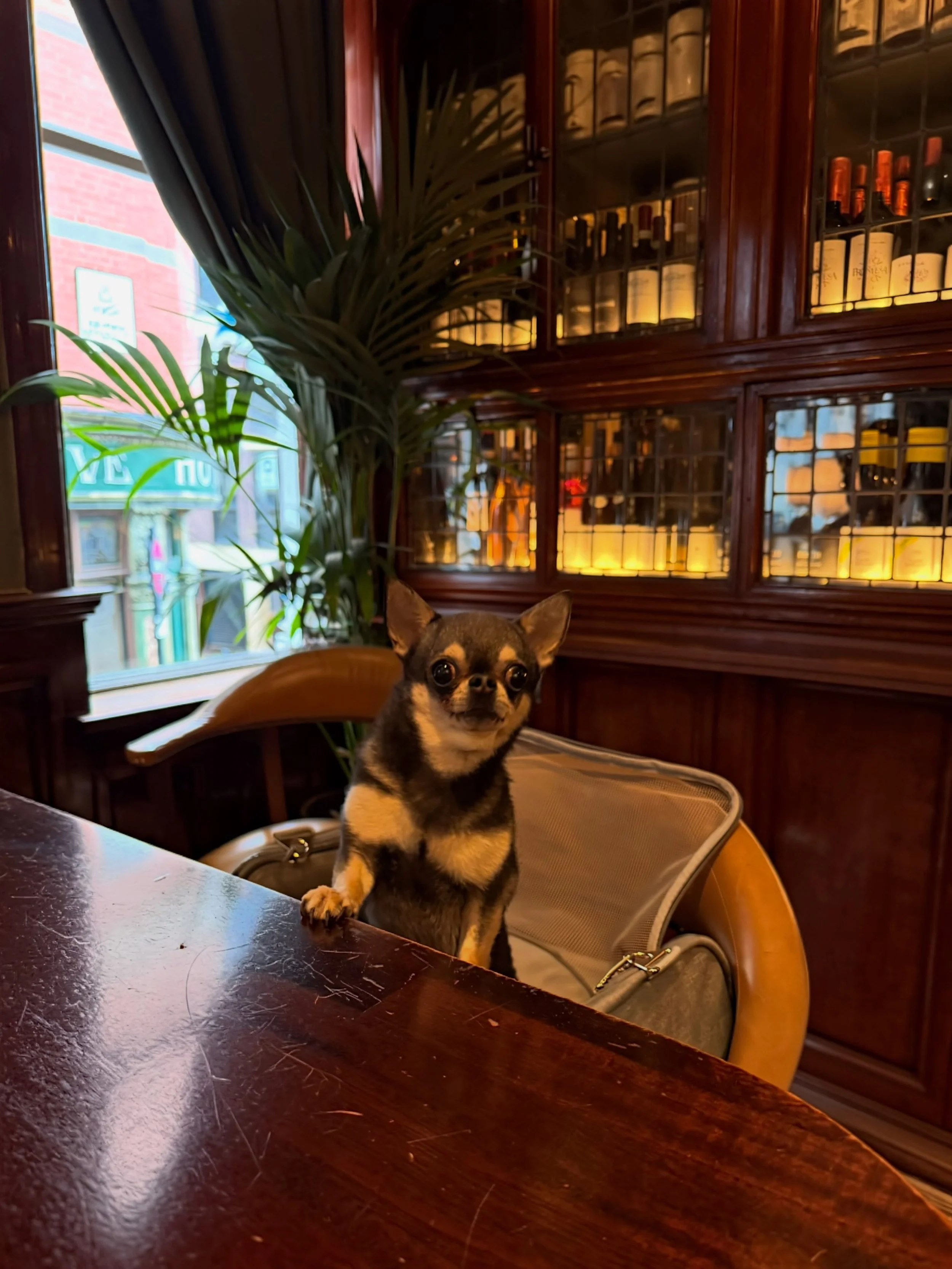 Your four-legged best friend deserves a good spot too. 🐾

Dogs are always welcome here, whether you&rsquo;re stopping by for a relaxed drink, catching up with friends, or simply don&rsquo;t fancy leaving them at home.

Fresh water, plenty of fuss, a