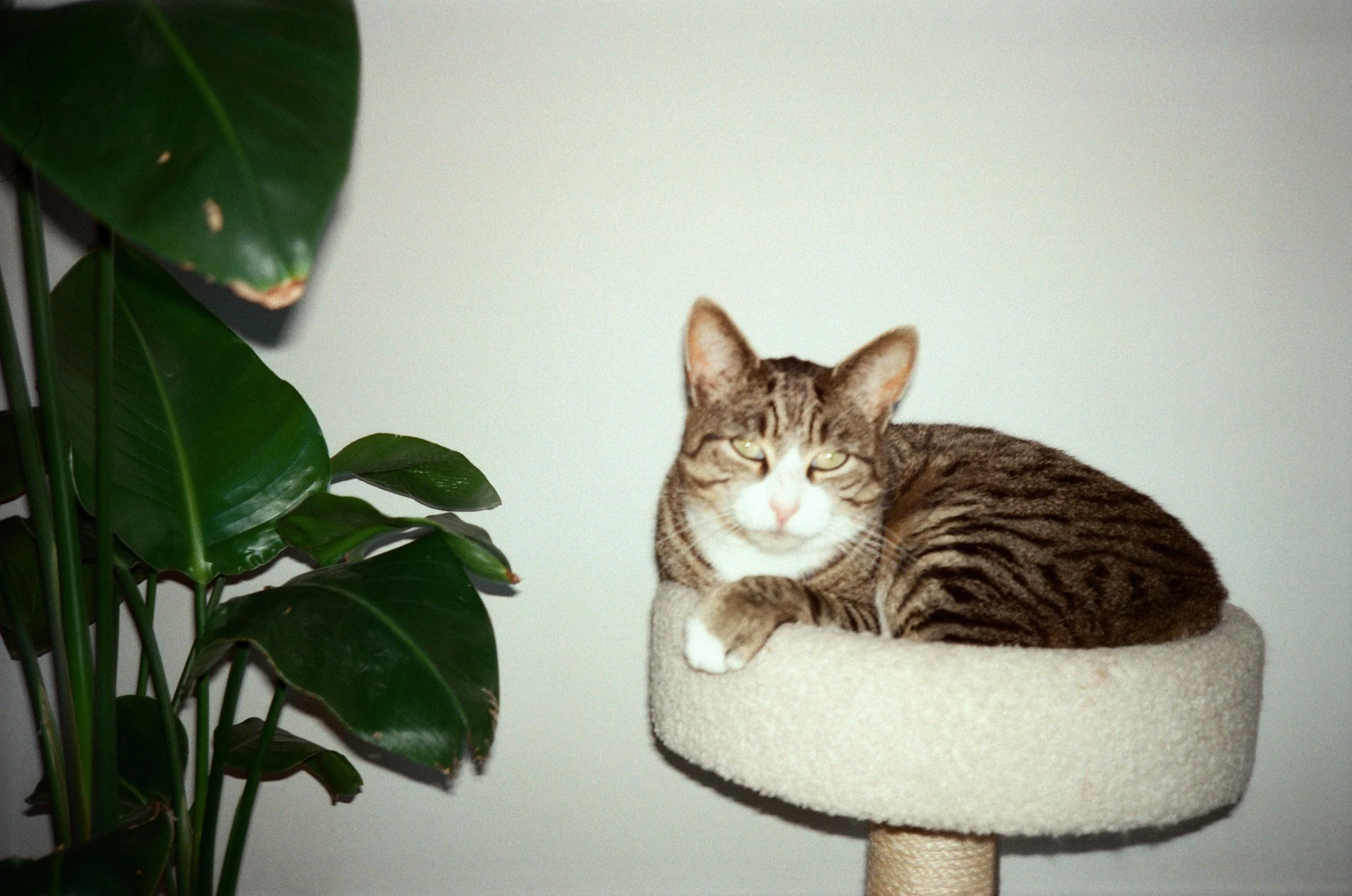 A tabby cat with white paws resting on a beige carpeted cat tree platform next to a large green houseplant with broad leaves.