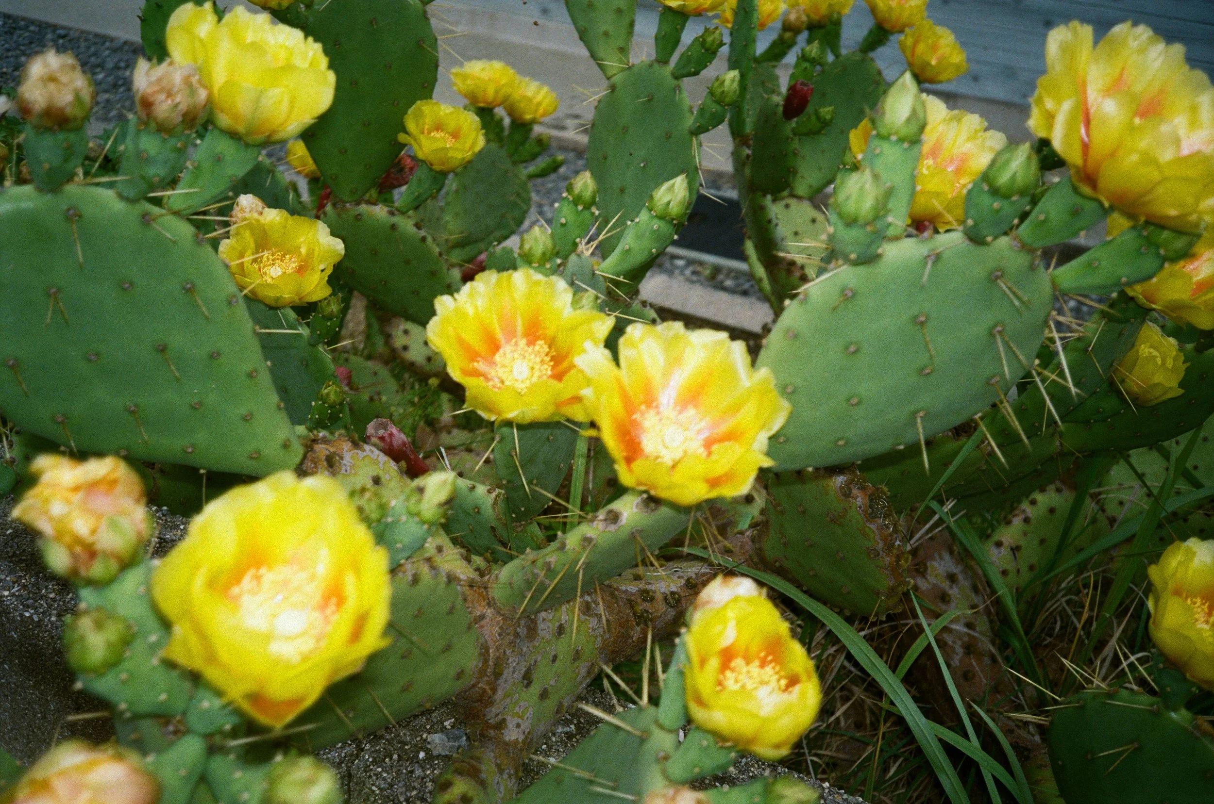 Yellow cactus flowers blooming on green prickly pear cactus pads with spines, growing in soil.