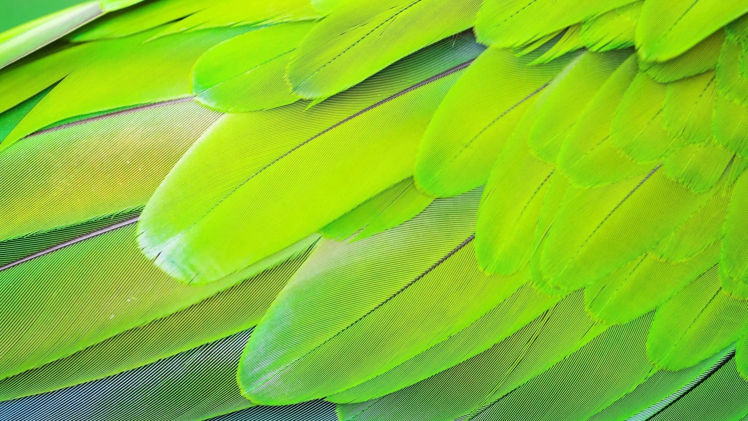 Close-up of bright green tropical leaves layered over each other.