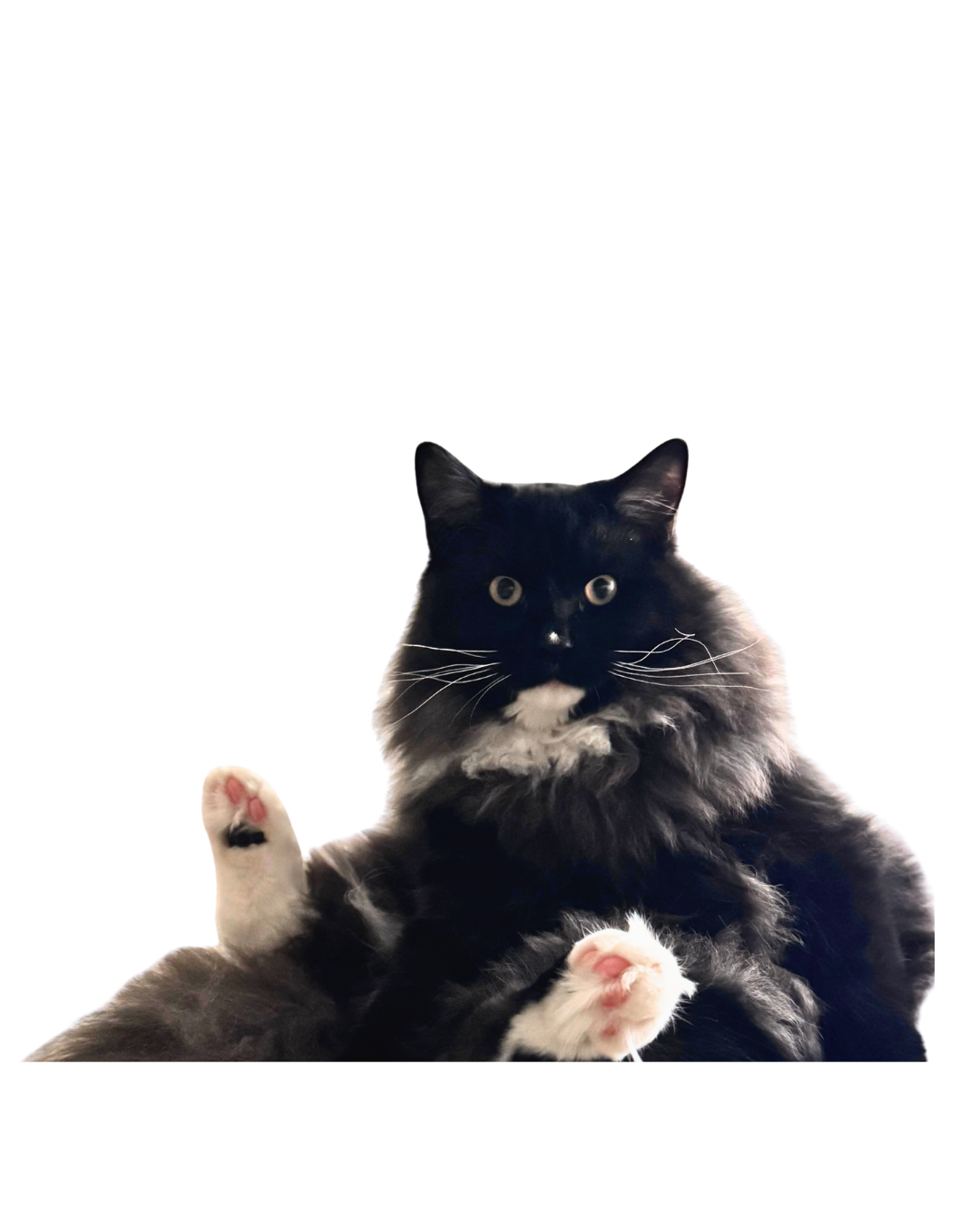 A black and white long-haired cat laying on its back with paws up.