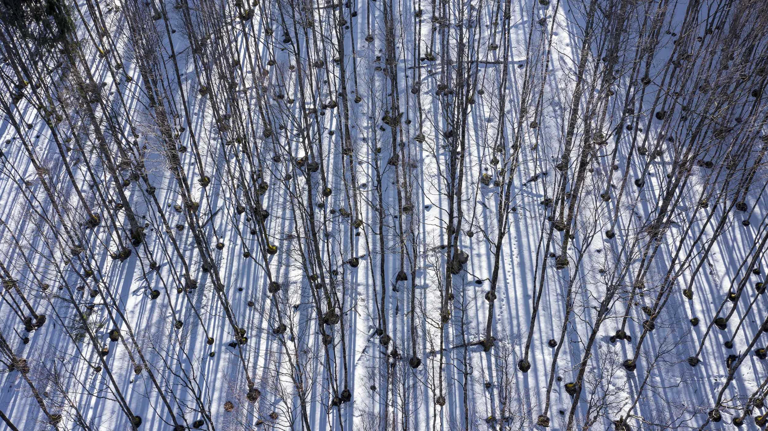 Drohnenfoto, Zeller Blauen, Schwarzwald
