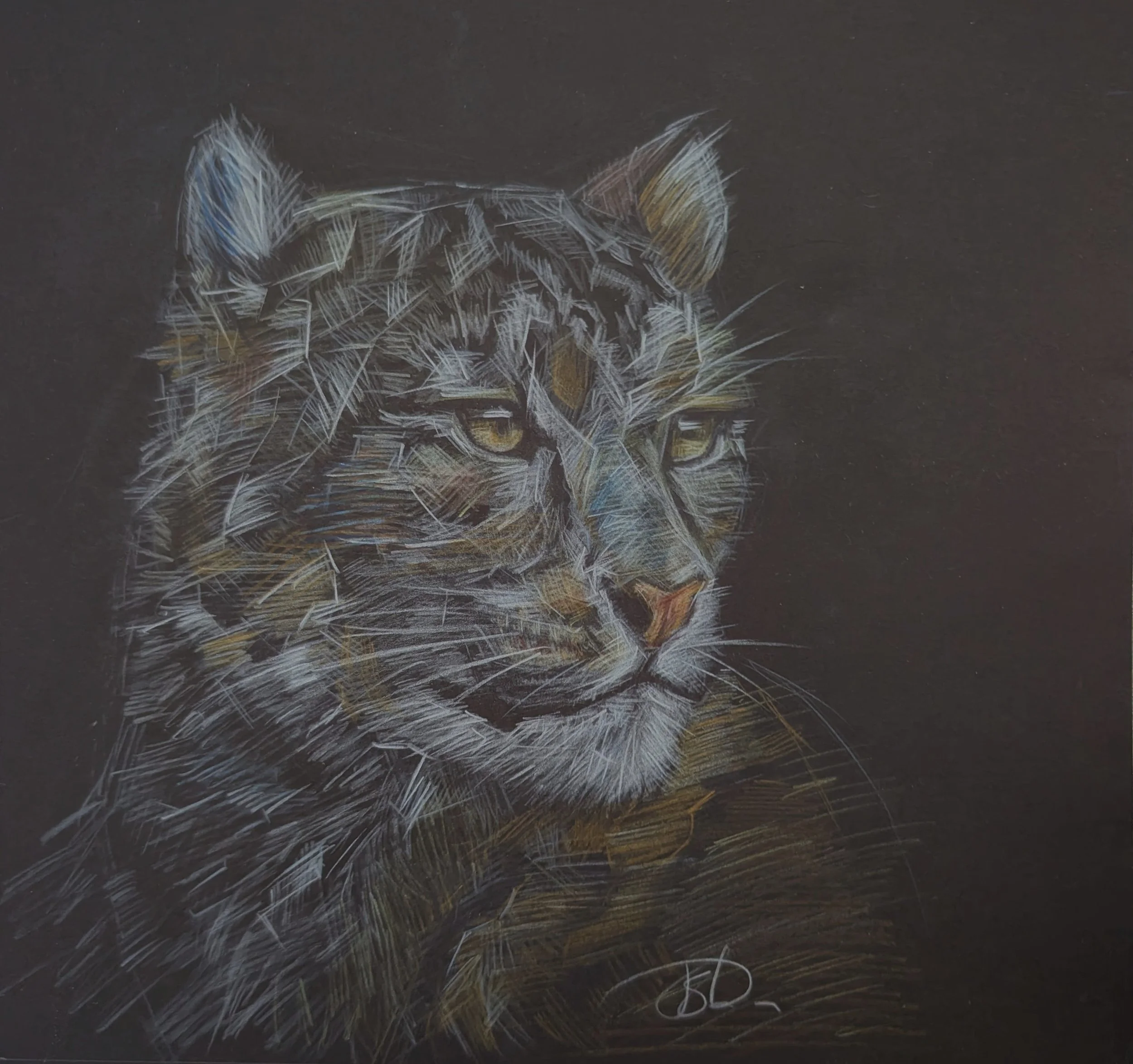 Leopard Sketch on black paper