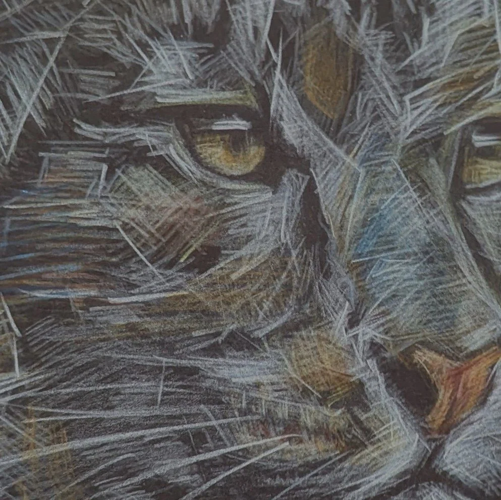 Small section of the Leopard sketch