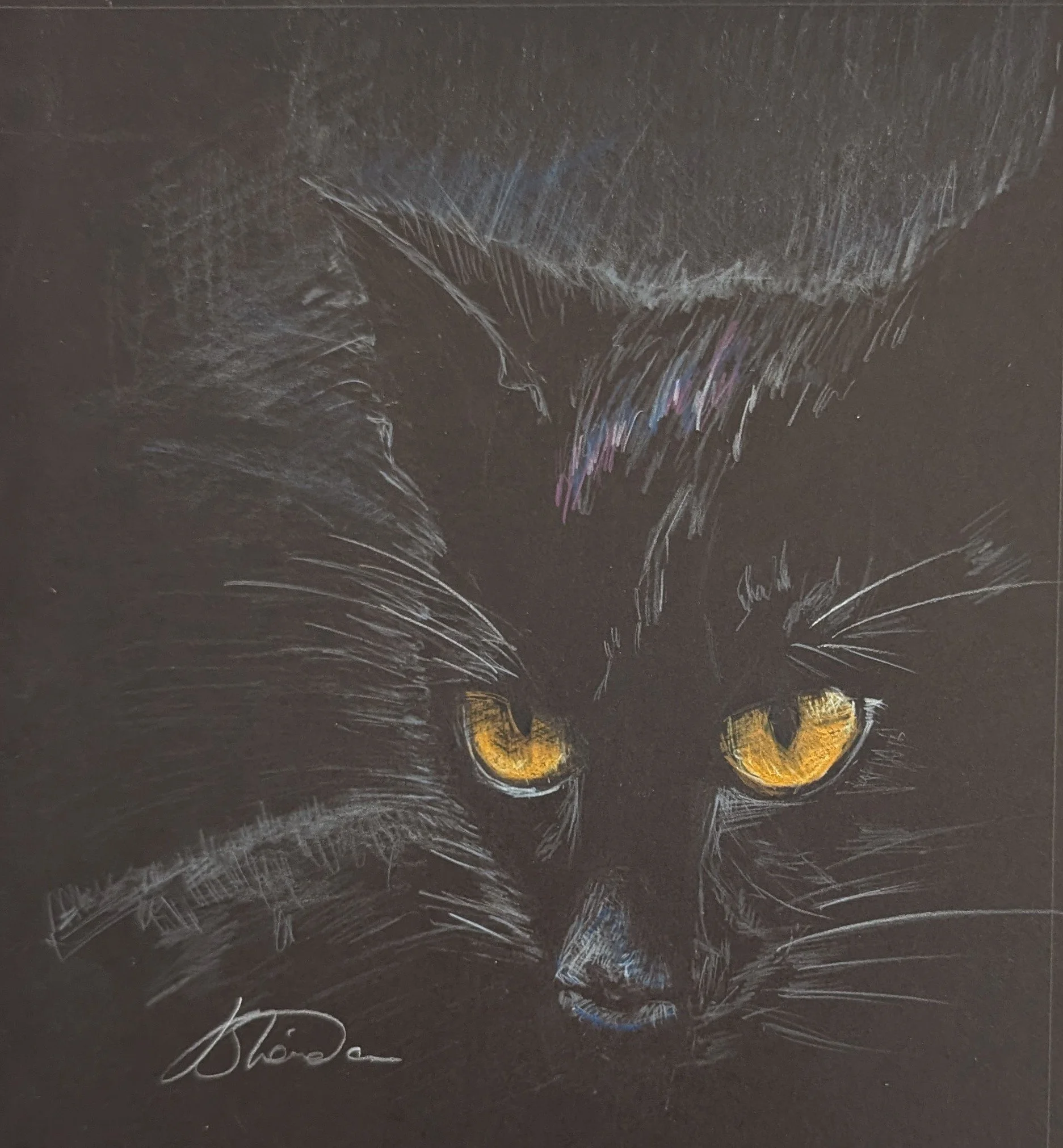 Cat sketch on black paper