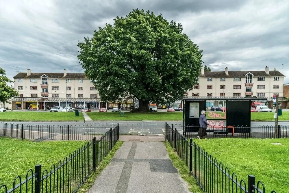 A path leading to a large tree on a green, with blocks of flats behind it.