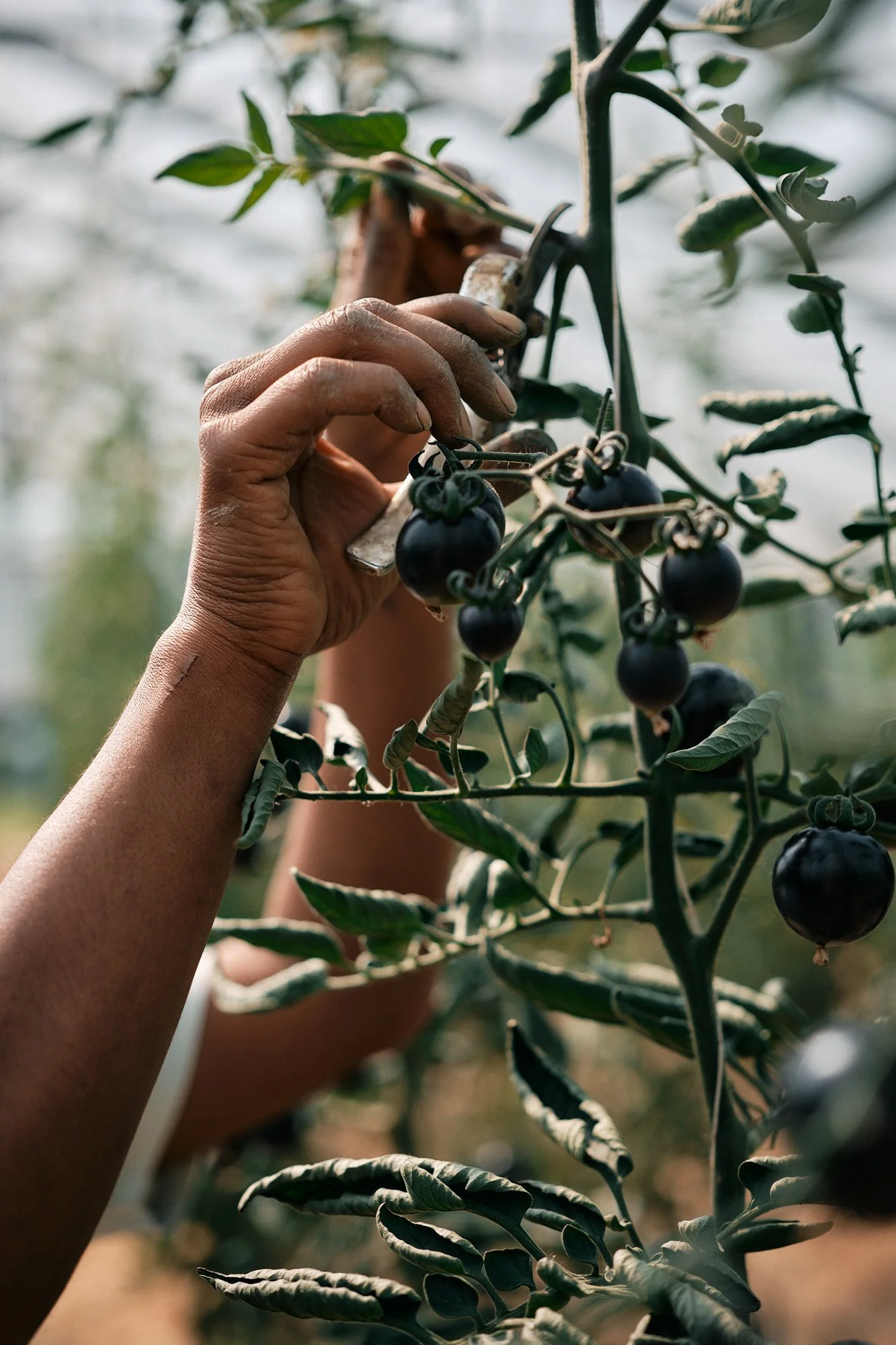Hand schneidet schwarze Tomaten von einer Pflanze im Gewächshaus.