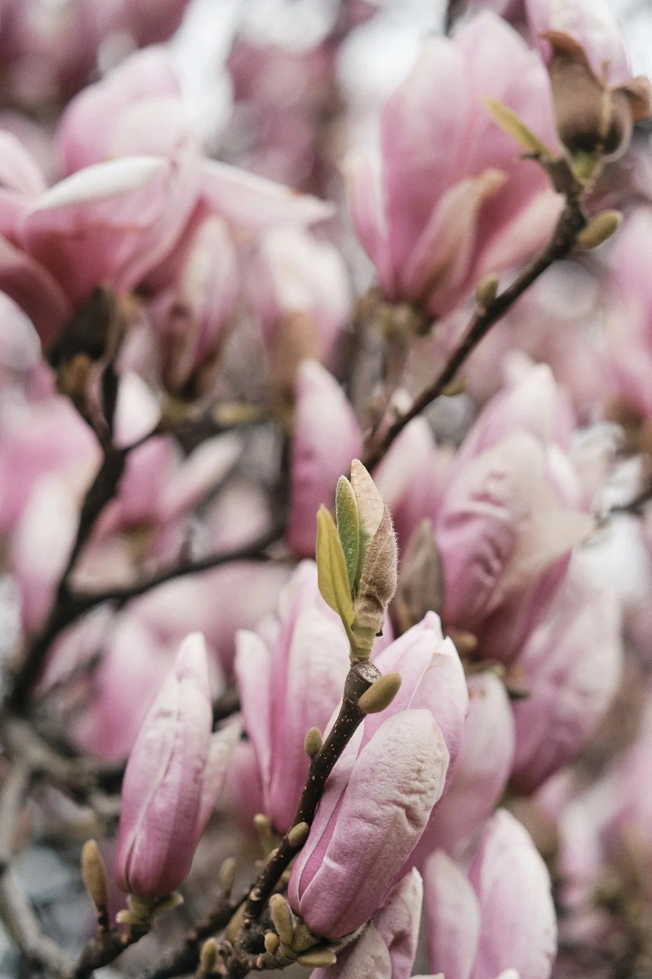 Wenn in Salzburg die Magnolien blühen…
