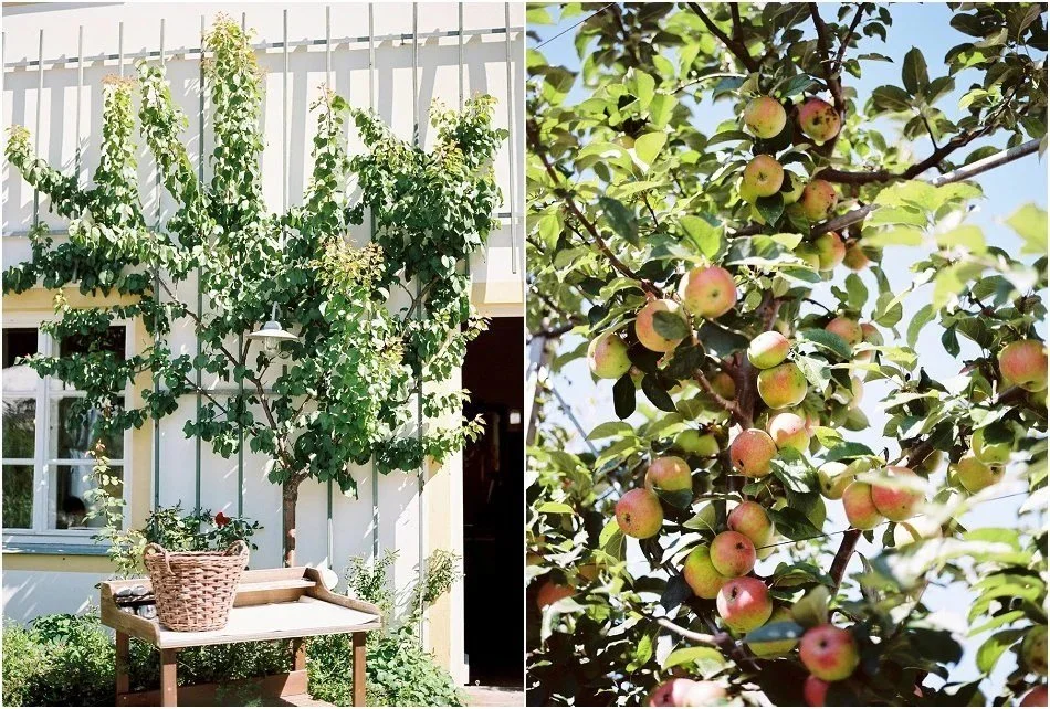 Ein Garten mit einem Apfelbaum voller reifer Äpfel an einem sonnigen Tag.
