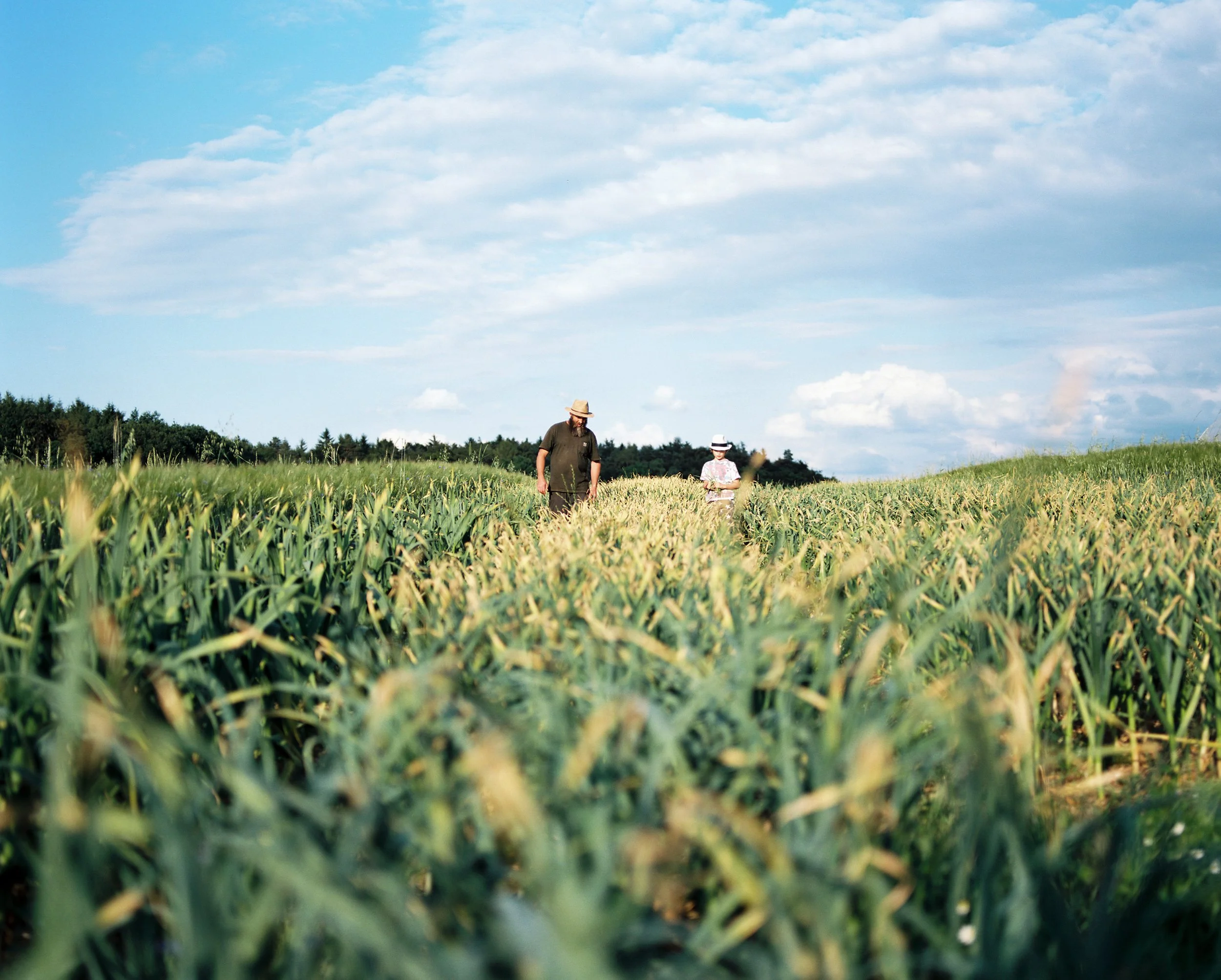 Zwei Menschen gehen durch ein grünes Feld unter einem blauen Himmel mit Wolken, einer trägt einen Strohhut, der andere einen Hut mit breiter Krempe.
