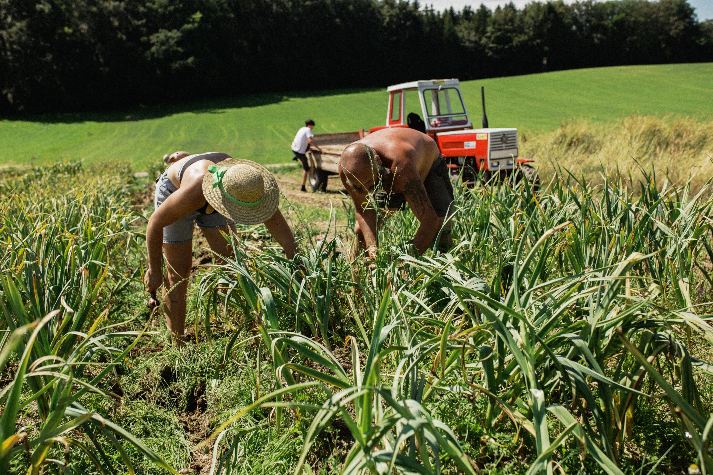 Menschen beim Ernten von Pflanzen auf einem Feld neben einem roten Traktor bei sonnigem Wetter.
