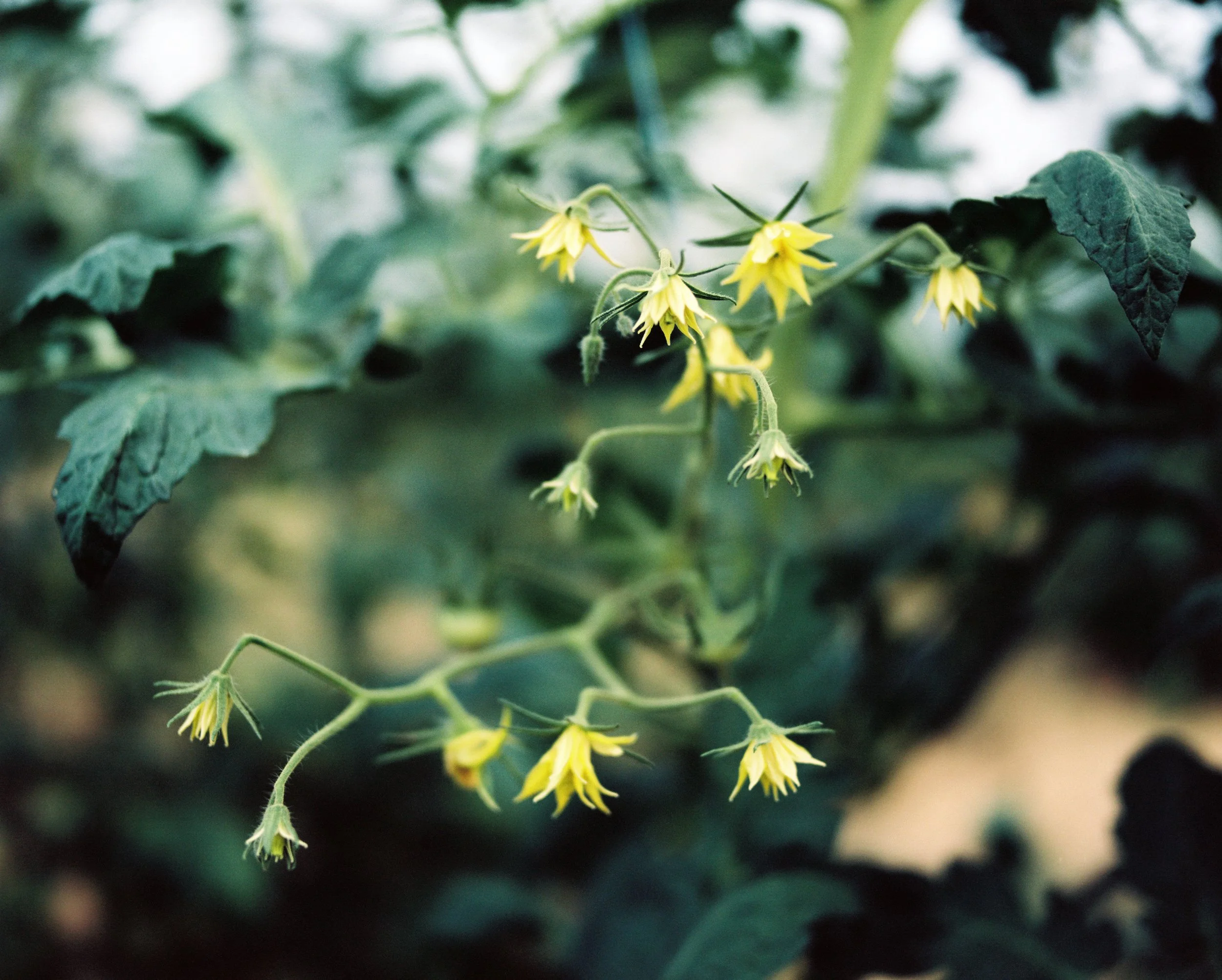 Gelbe Blüten an einer grünen Pflanze mit großen Blättern.