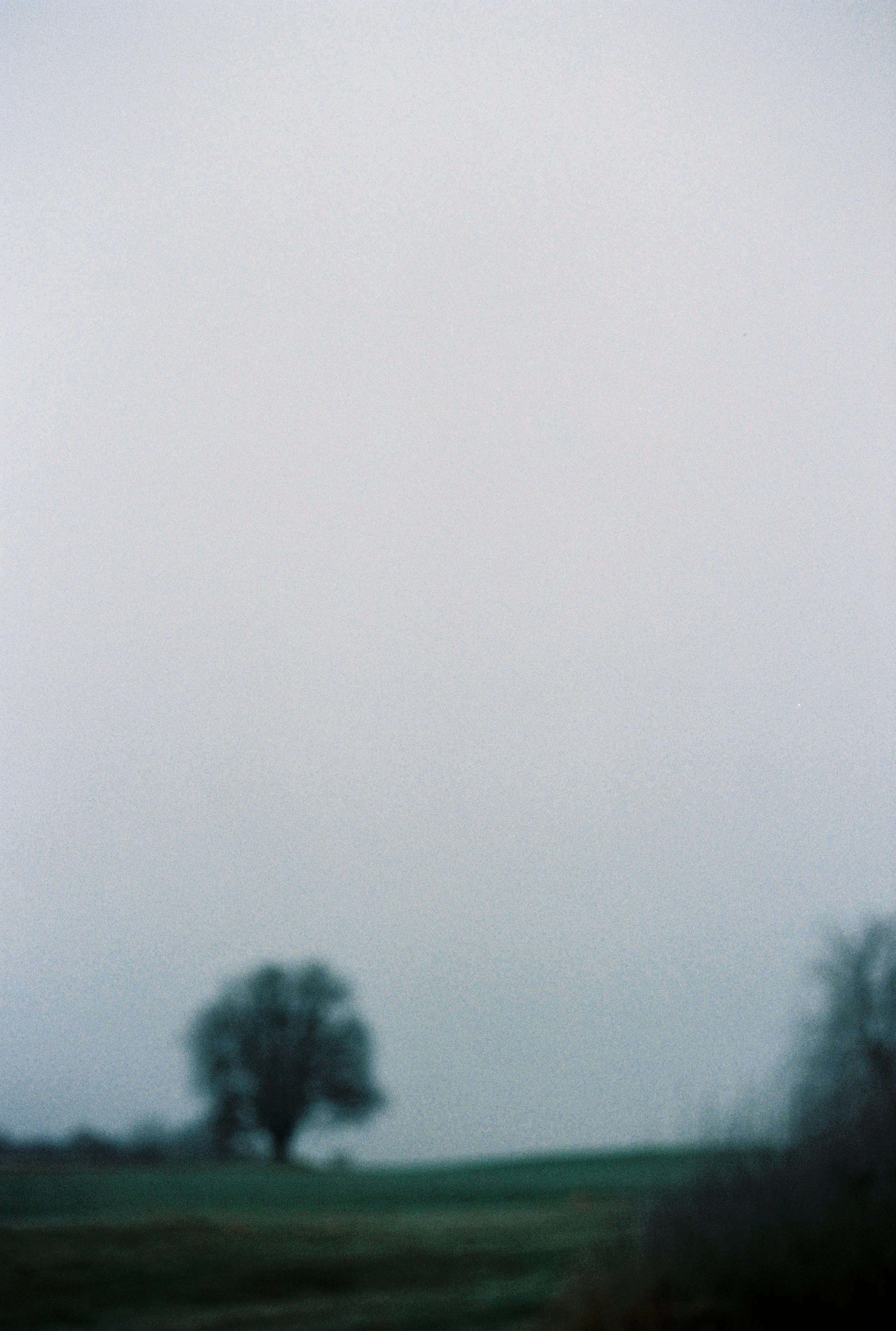 Eine einsame Baum im Nebel, umgeben von einer nebligen Landschaft.