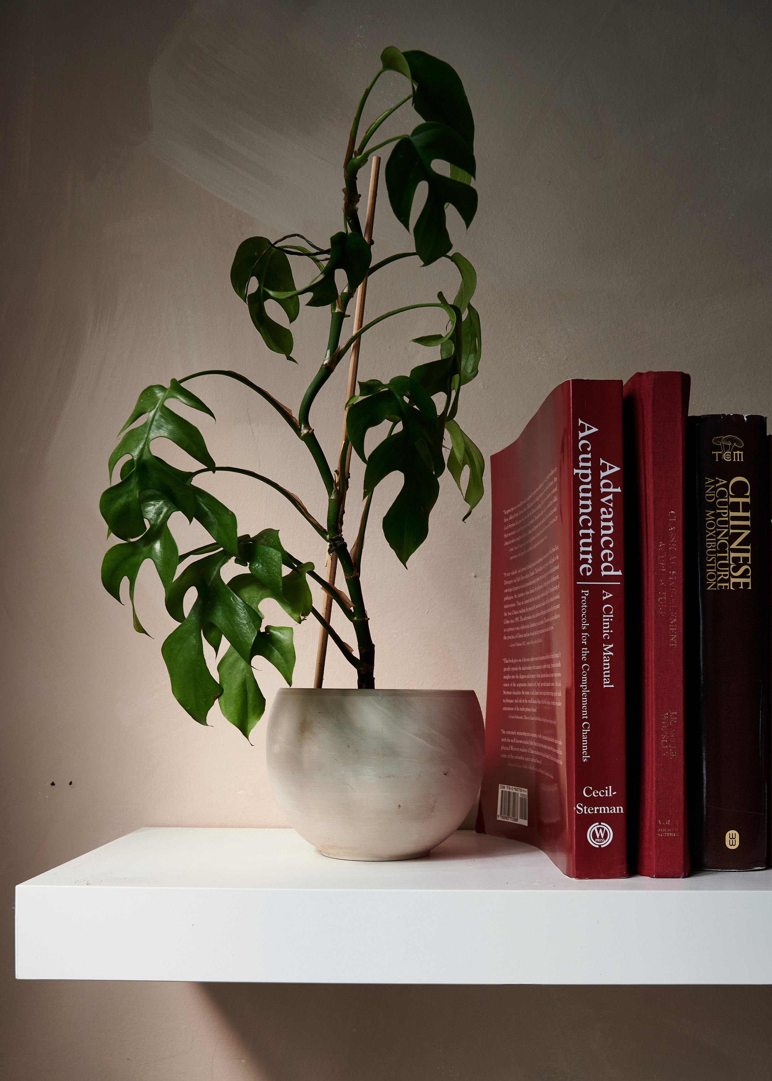 A potted Monstera plant with large, dark green leaves placed on a white shelf near a wall, with several red and black books standing vertically behind it.