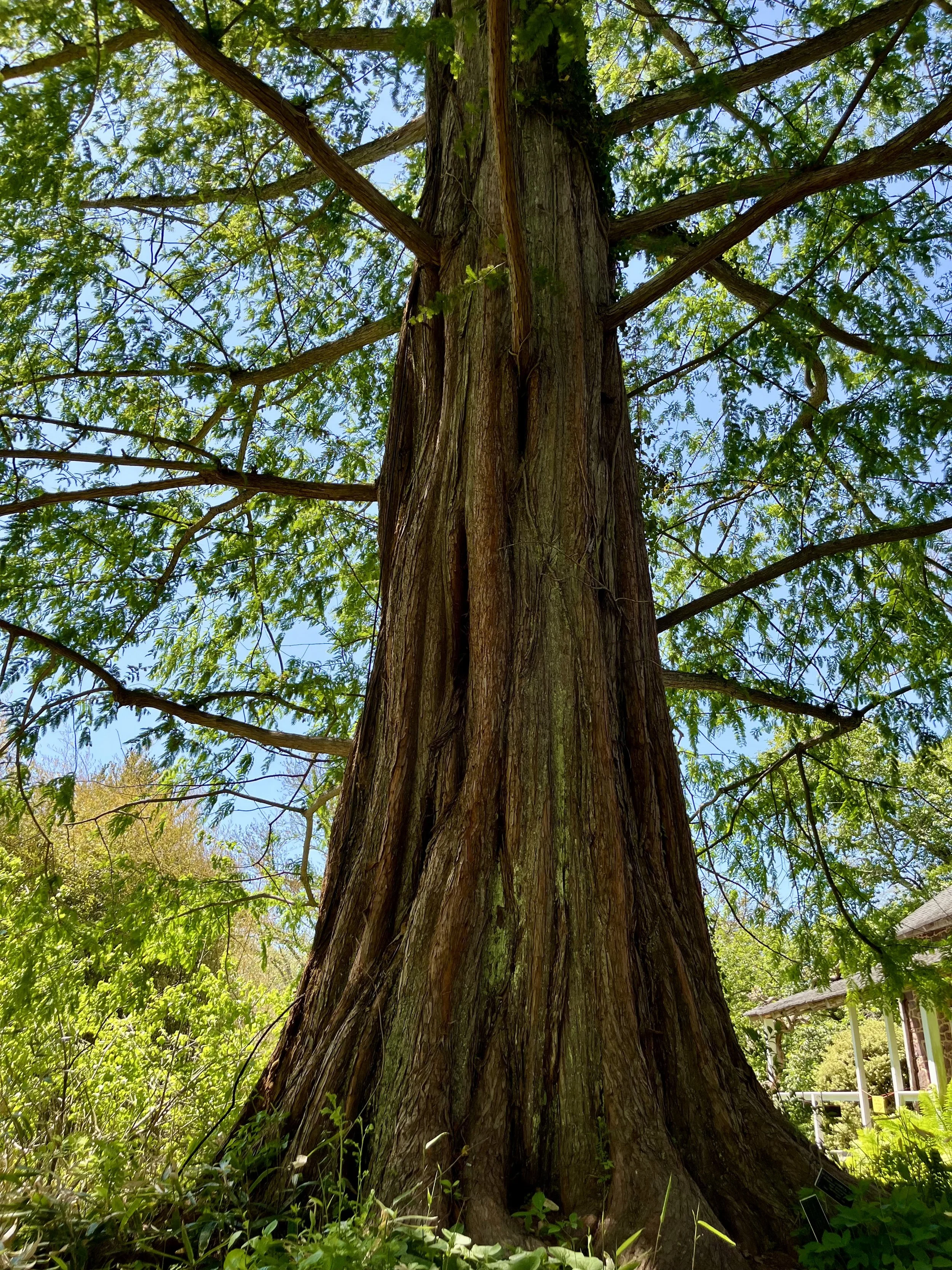 A tall tree with rough bark and green leaves extending from its branches. The photo is taken from the ground looking upward toward a clear blue sky, with some small buildings visible in the background on the right side.