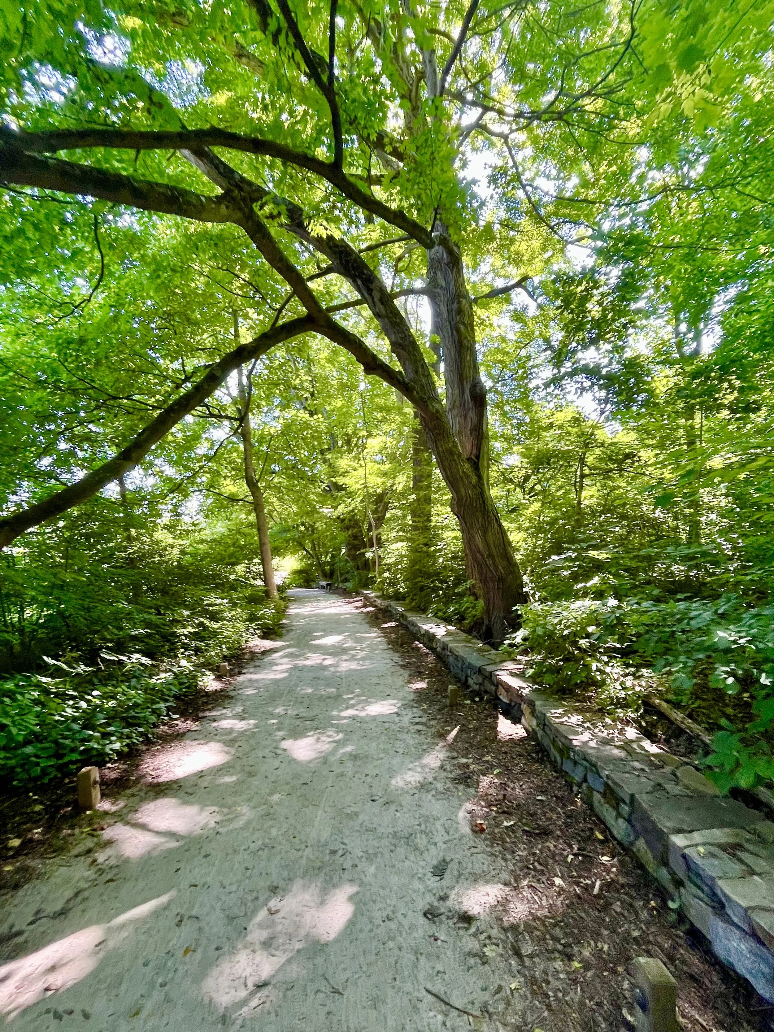 A shaded forest path with a stone border on the right, surrounded by green trees and foliage, with sunlight filtering through the leaves.