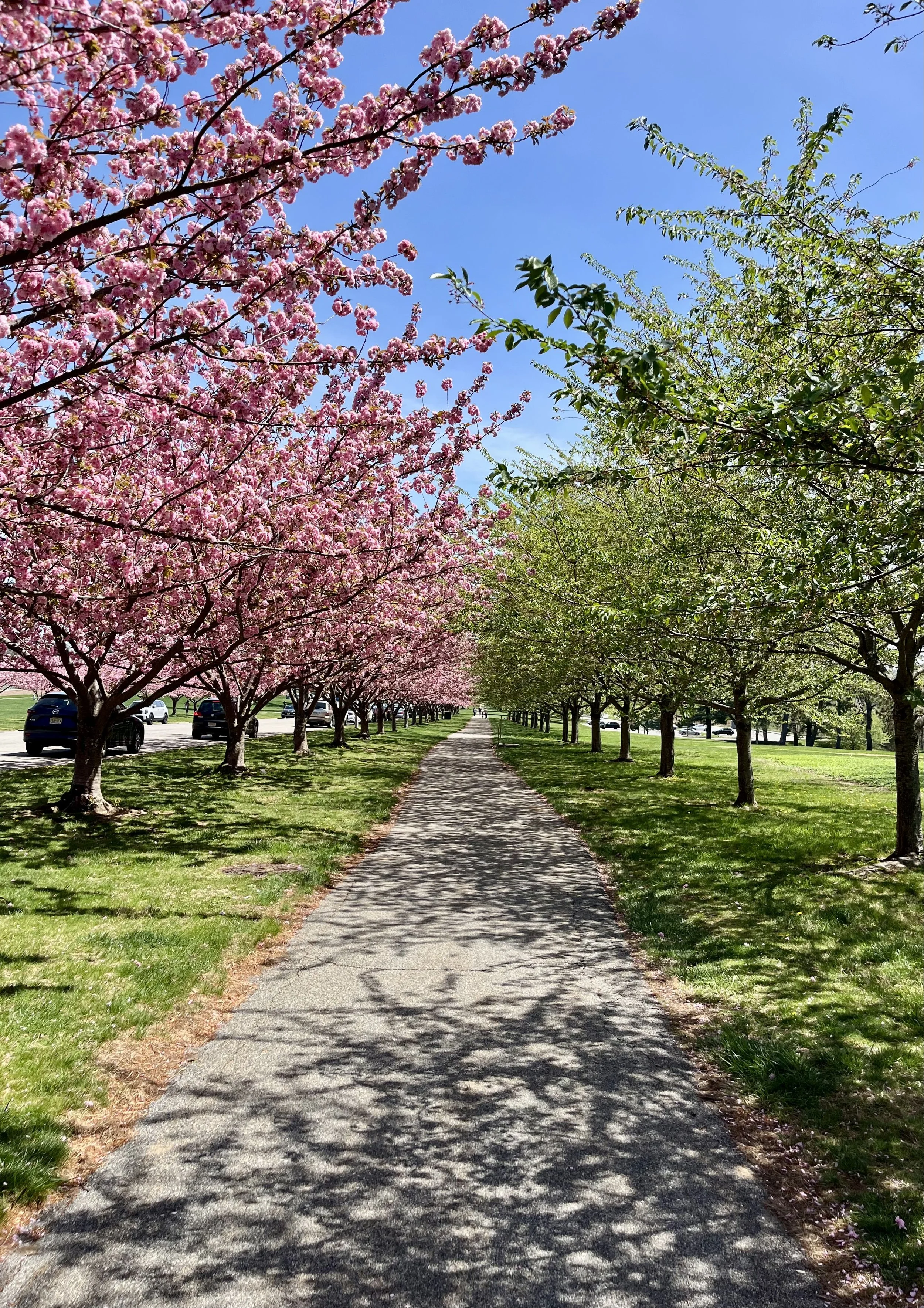 A sidewalk running through a park with blooming pink cherry blossom trees on the left and green leafy trees on the right, under a bright blue sky.