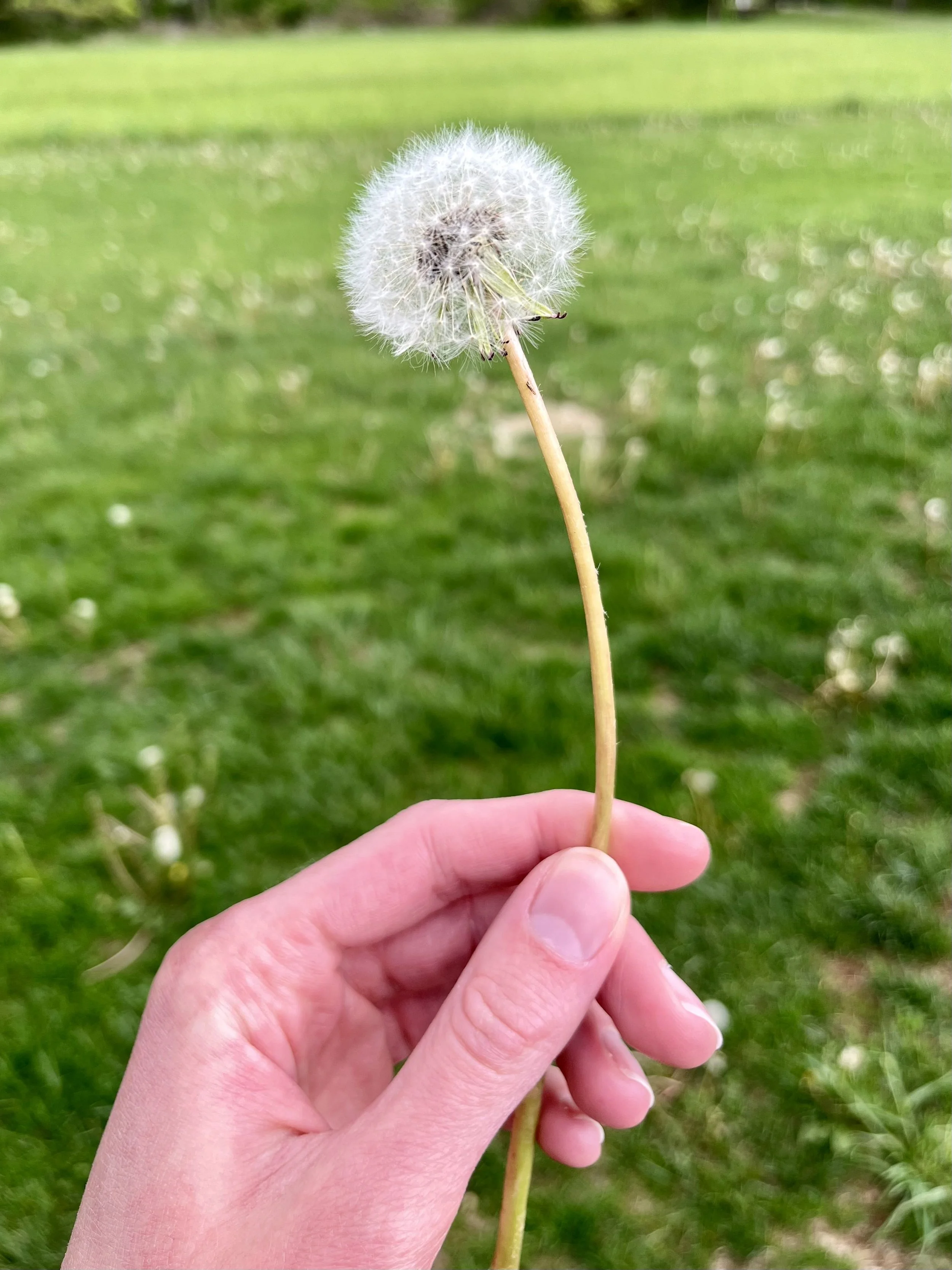 Close-up of a hand holding a dandelion seed head with a green grassy field in the background.