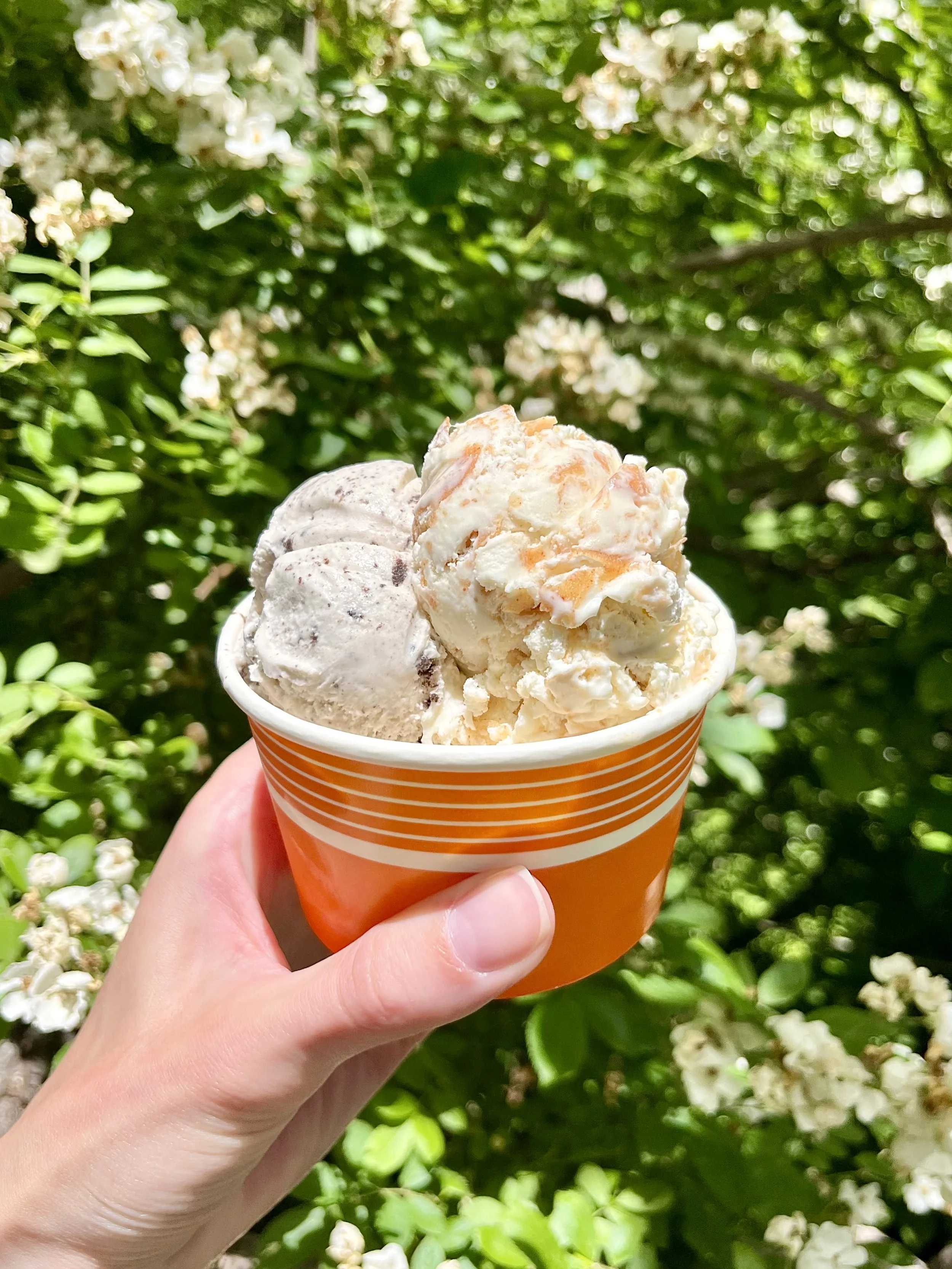 A person's hand holding a cup of ice cream outdoors, with greenery and small white flowers in the background.