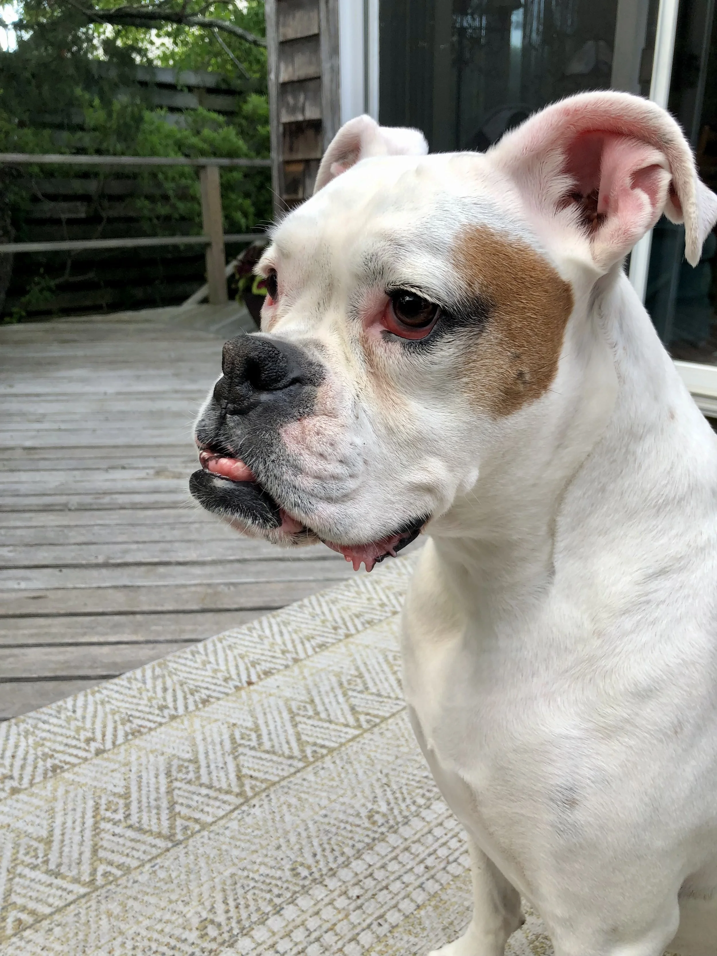 A white dog with a brown patch around one eye, sitting on an outdoor porch with a wooden deck and a patterned rug, with greenery and a wooden fence in the background.