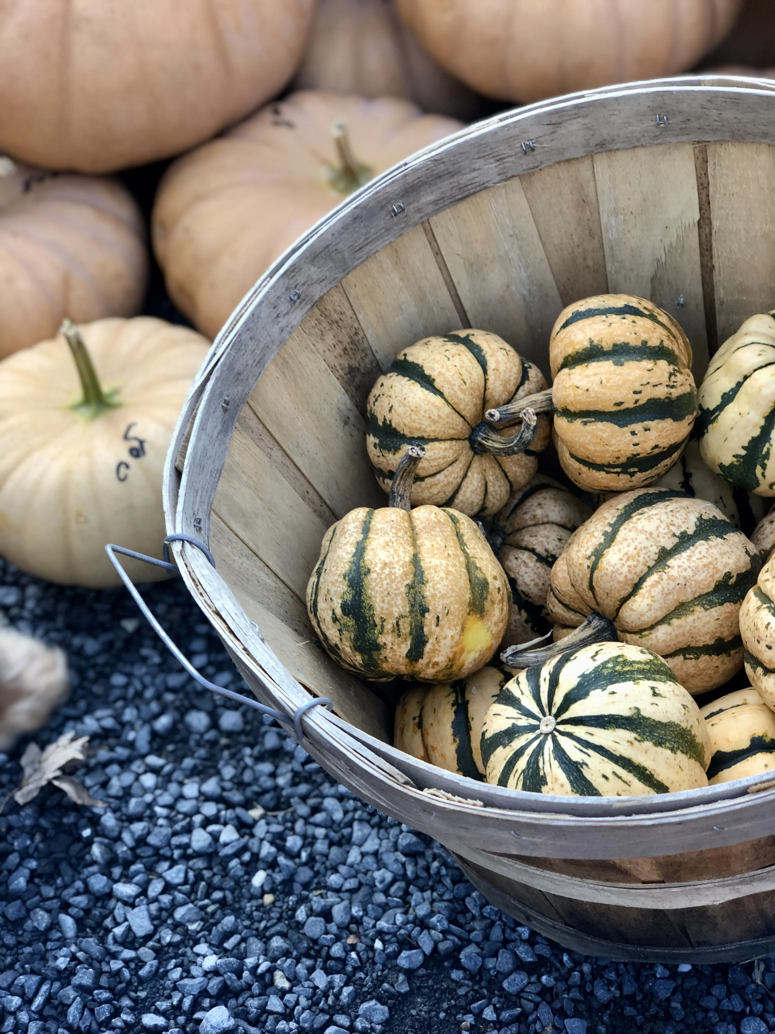 A wooden basket filled with small, colorful pumpkins with green and orange stripes, placed on gravel ground with blurred larger pumpkins in the background.