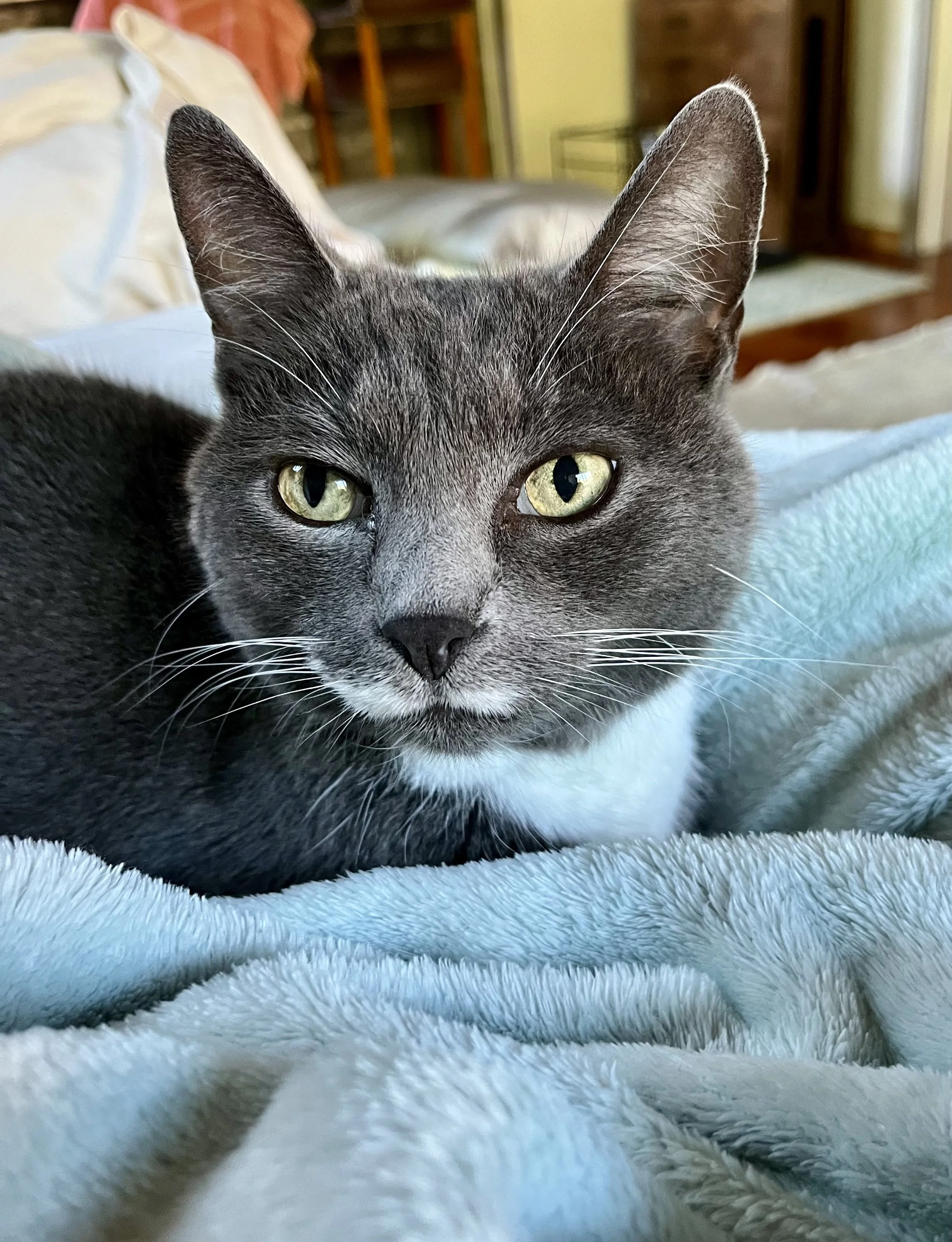 Close-up of a gray and white cat with green eyes, lying on a light blue fuzzy blanket inside a home.