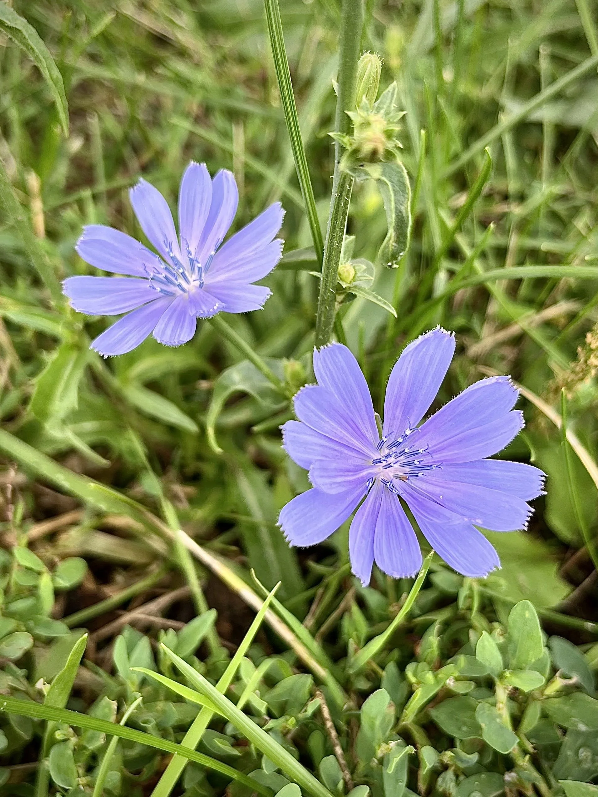 Close-up of purple flowers with green grass and leaves in the background.