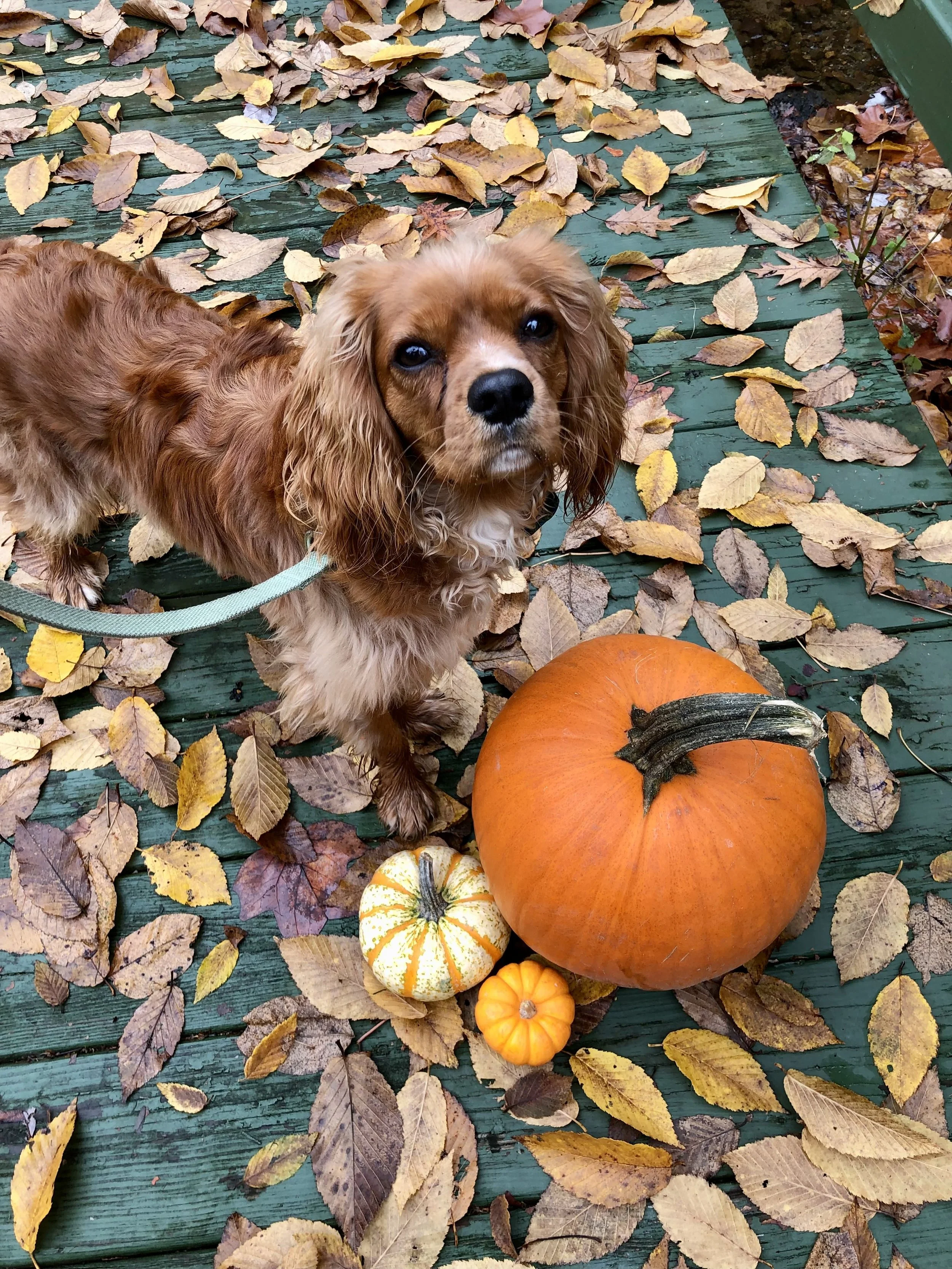 A small dog with brown and white fur and floppy ears sitting on a green weathered wooden surface covered with fallen yellow, brown, and orange leaves. There are three pumpkins, one large orange pumpkin, a small striped yellow and white pumpkin, and a