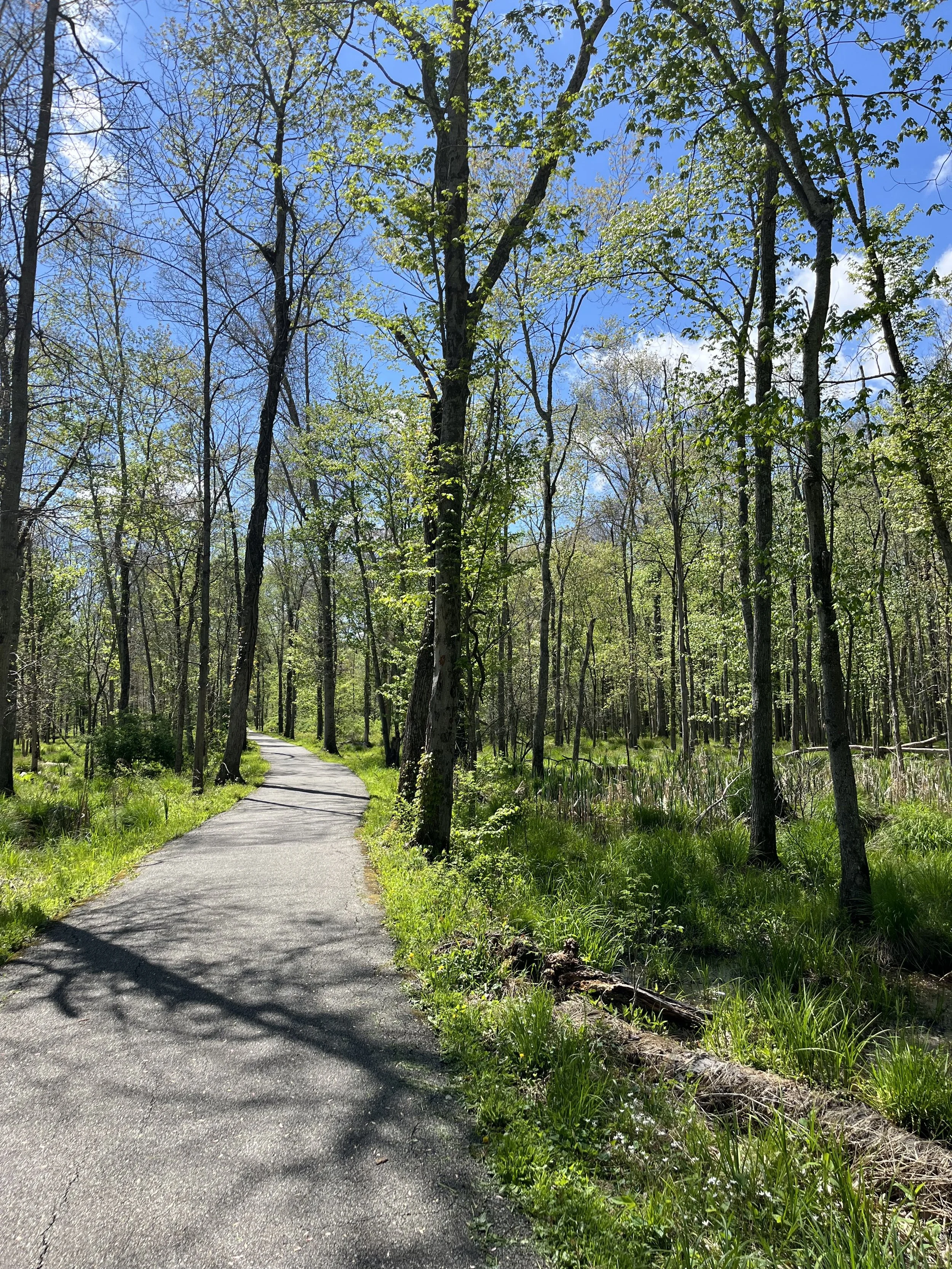 A winding paved trail through a lush green forest with tall, thin trees and vibrant foliage, under a bright blue sky with scattered clouds.