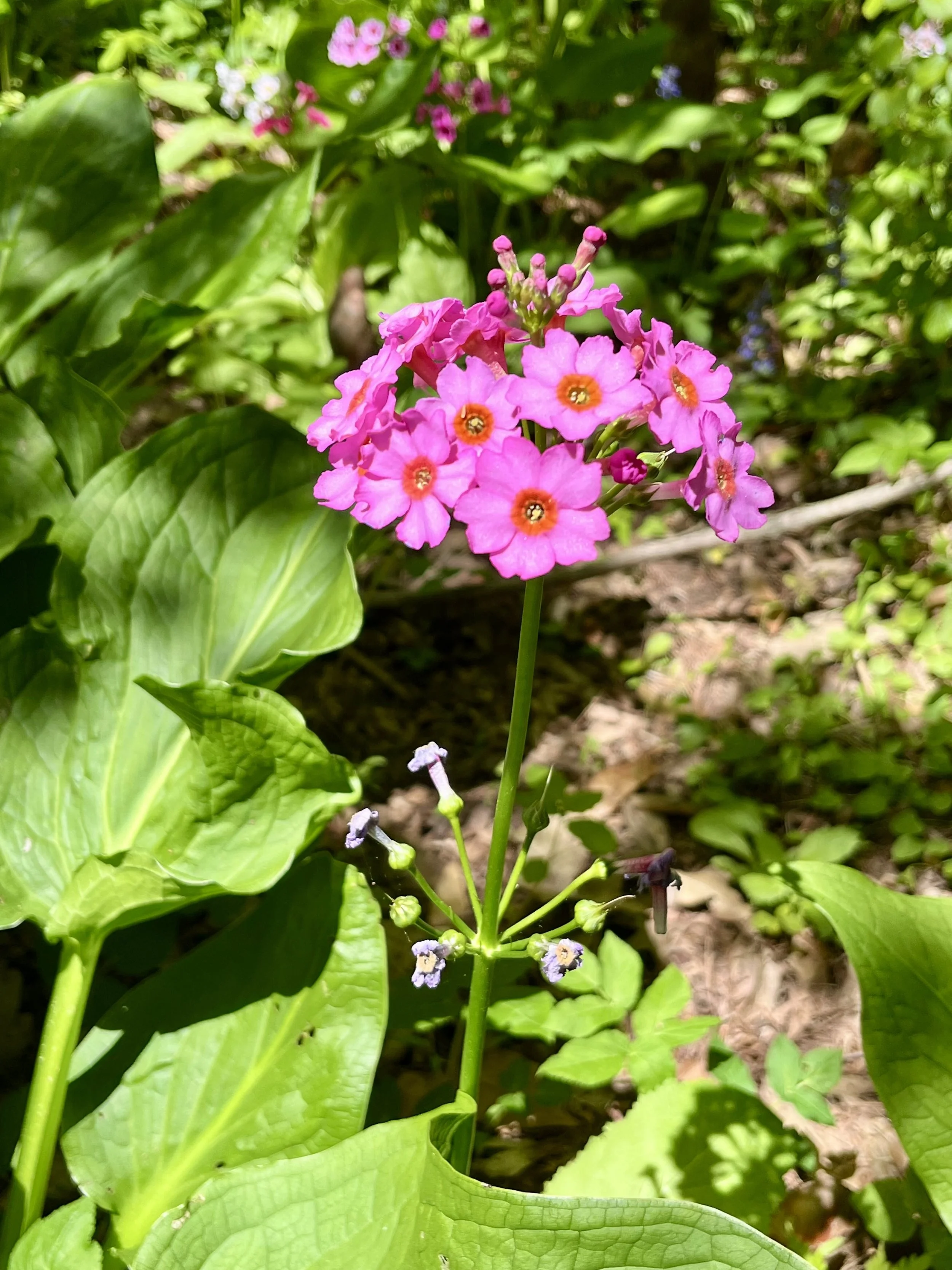 Pink flowers with orange and black centers growing among large green leaves in a garden.