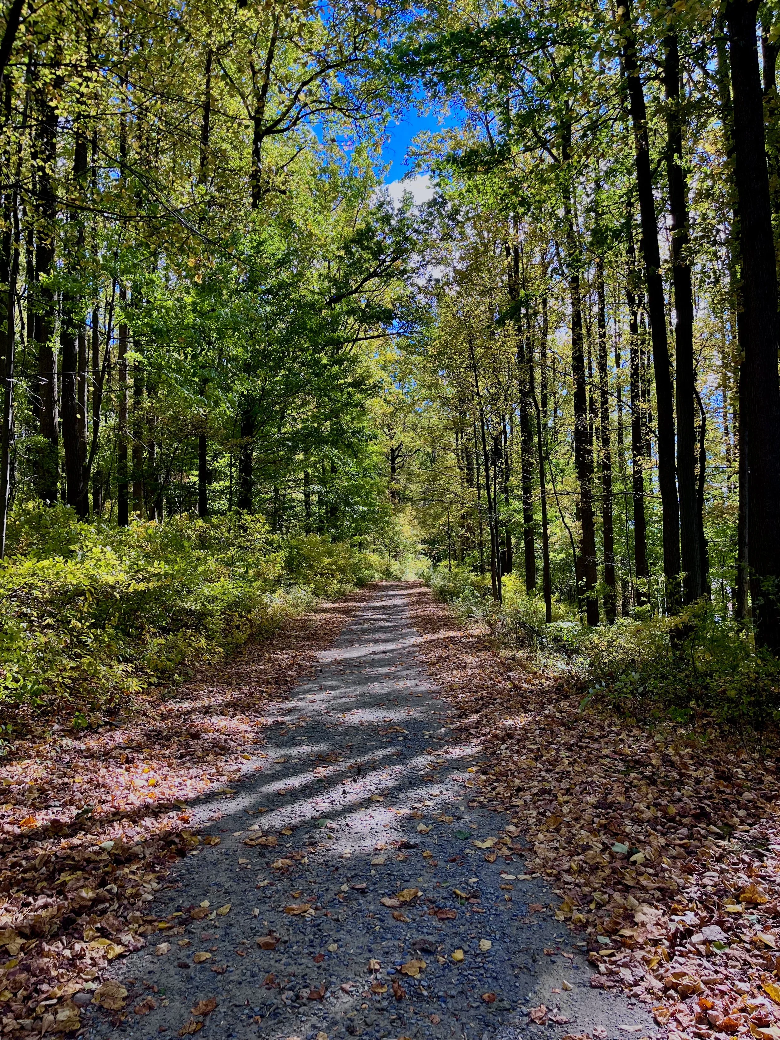 A dirt path through a forest with tall trees and green and yellow leaves, with a blue sky visible through the branches, and fallen leaves on the ground.