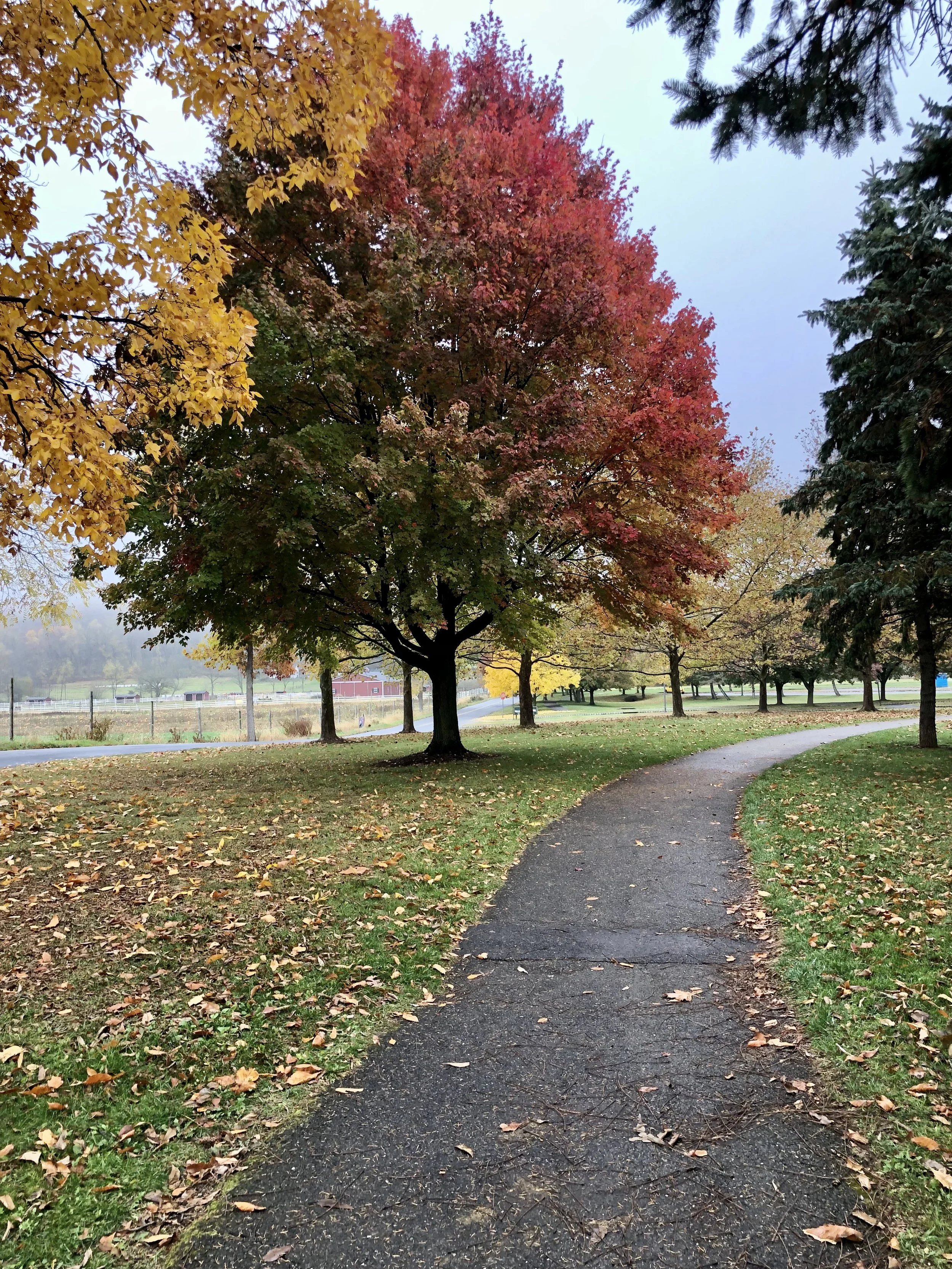 A winding paved walking path through a park during autumn, with trees displaying yellow, red, and green leaves, some fallen leaves on the ground, and an overcast sky.