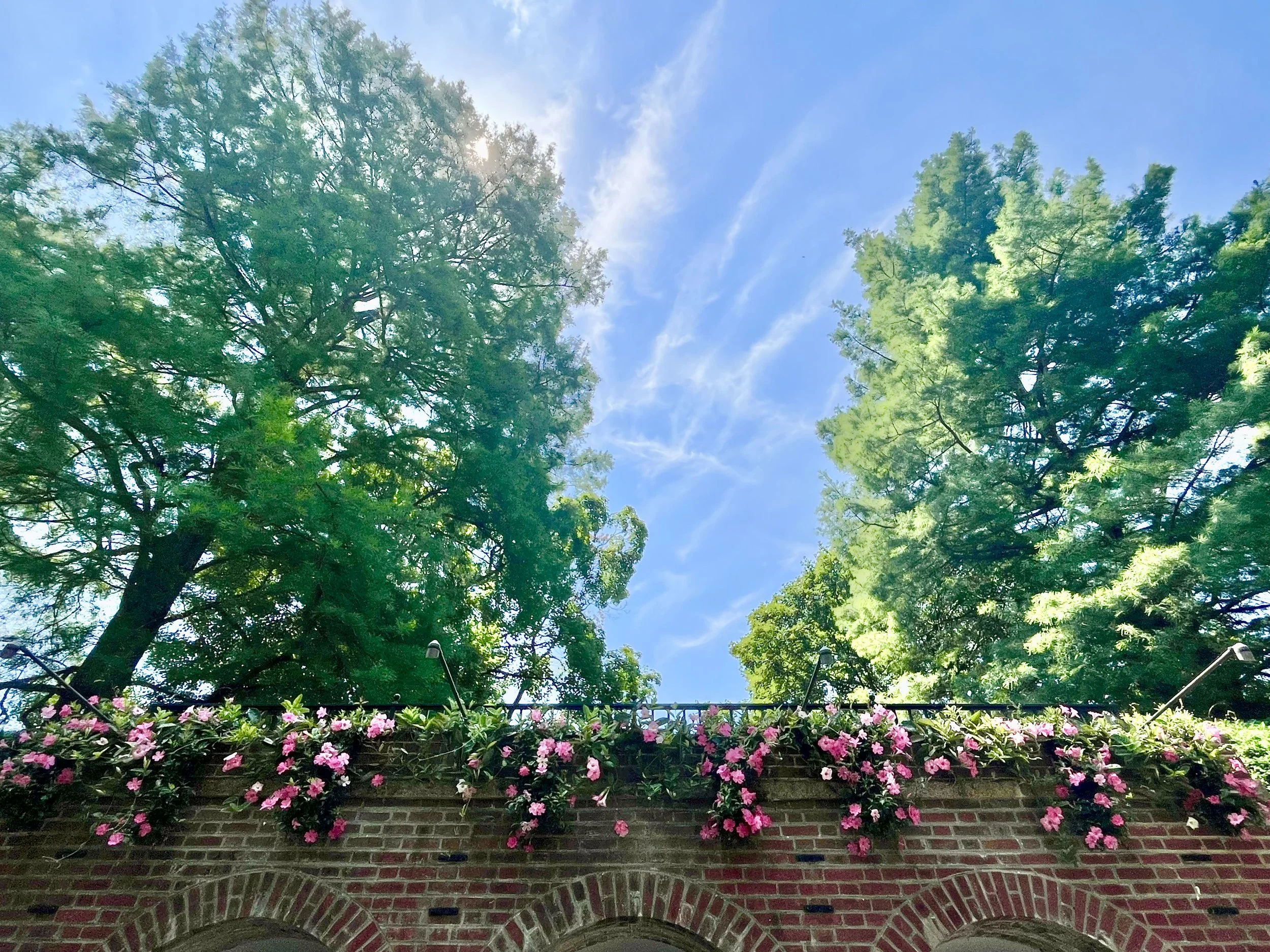 View of trees with green leaves against a blue sky with some wispy clouds, taken from below.